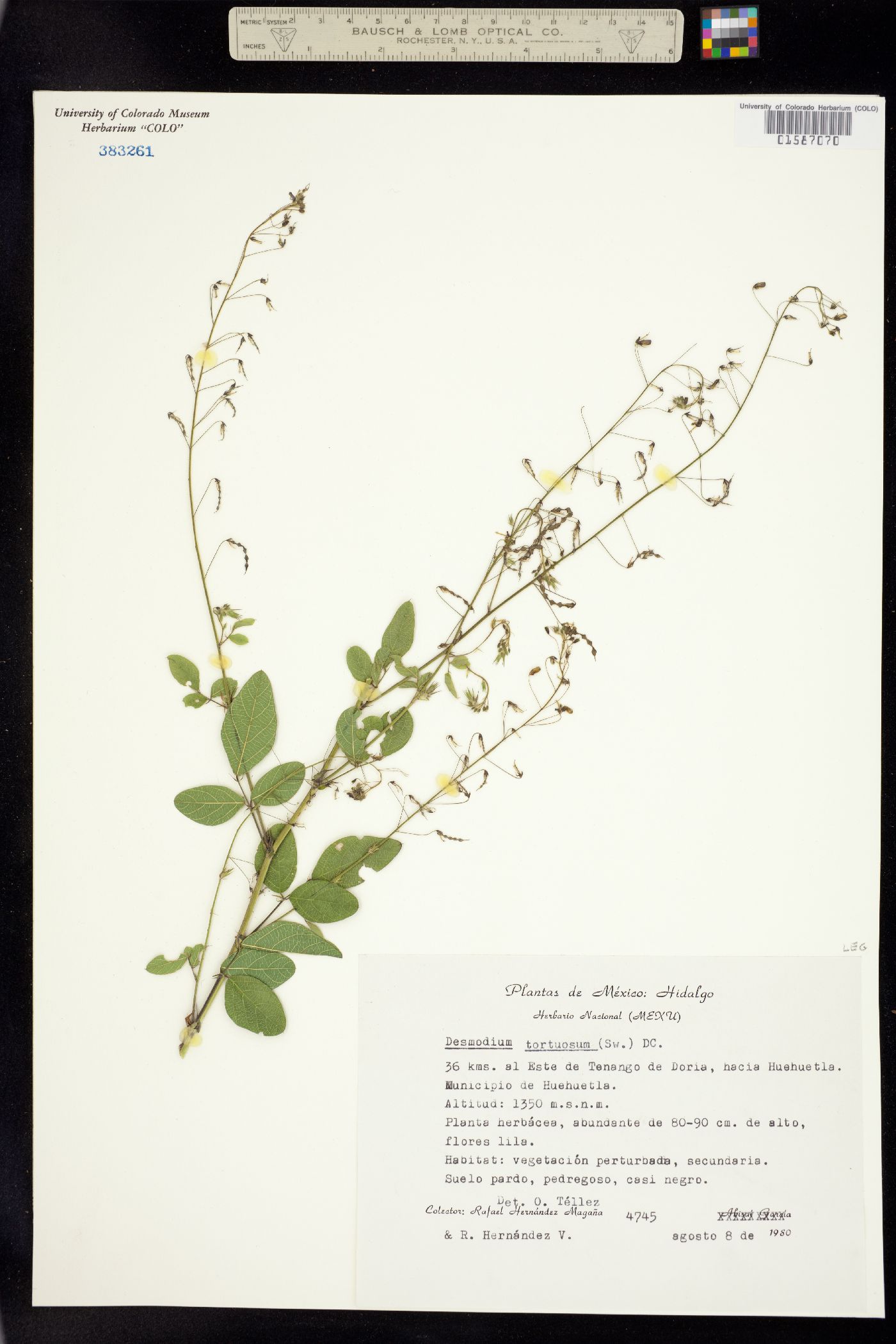 Desmodium tortuosum image