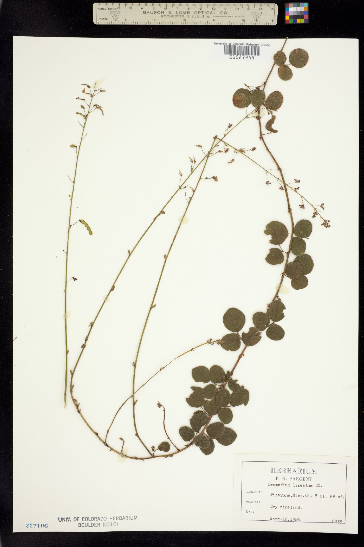 Desmodium lineatum image