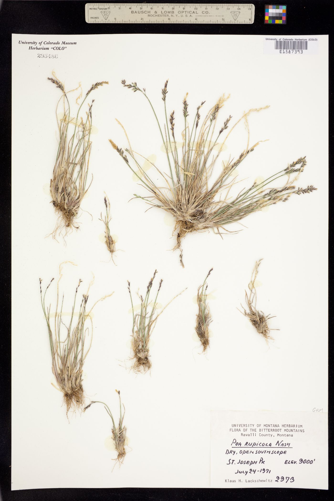 Poa glauca image
