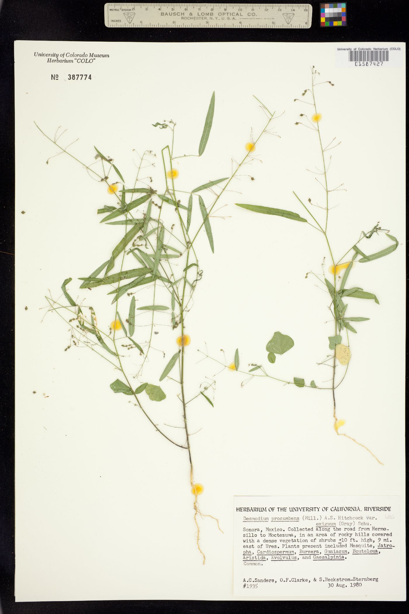 Desmodium procumbens image