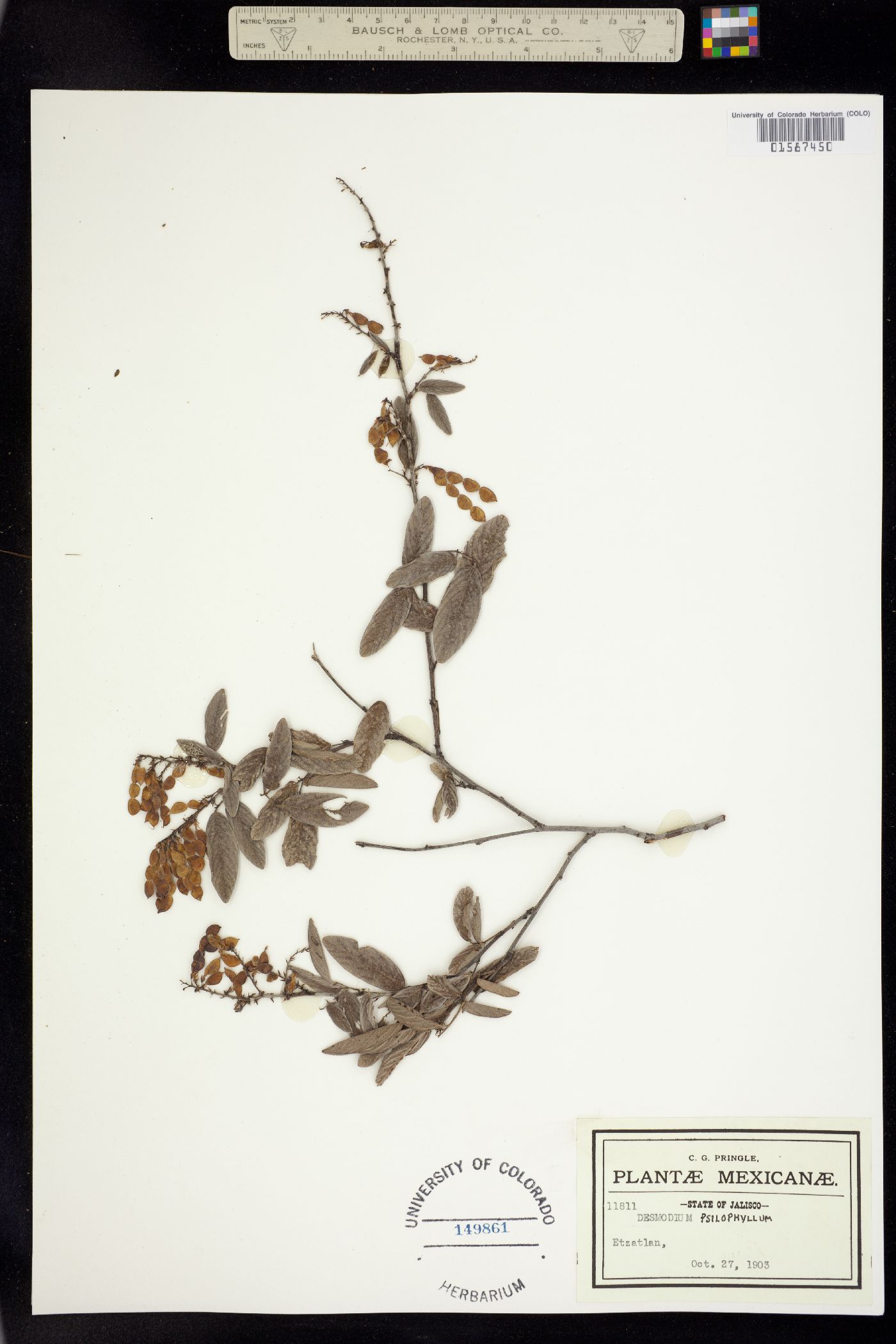 Desmodium psilophyllum image