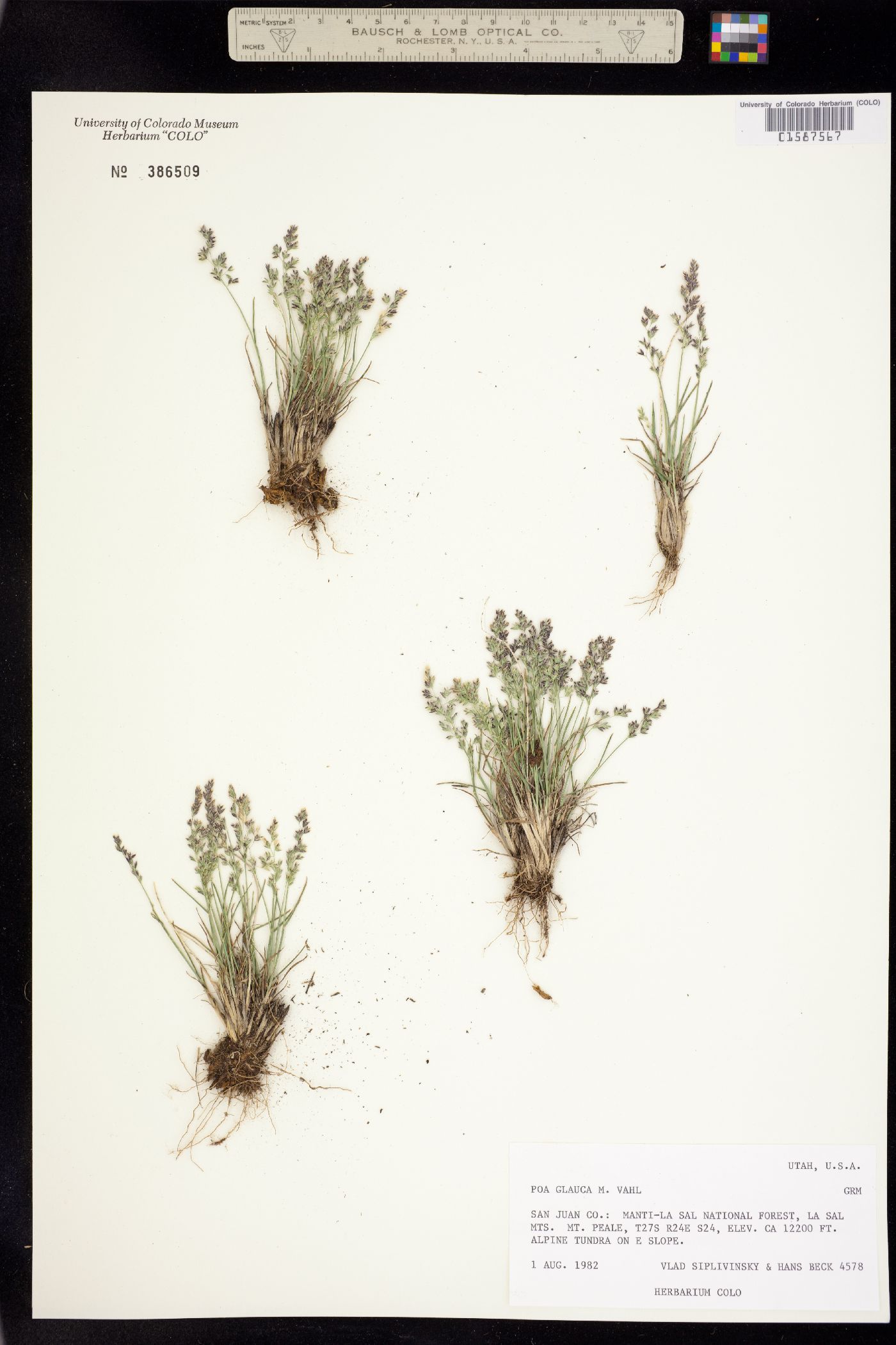 Poa glauca image