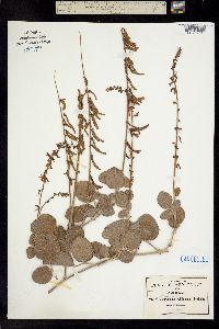 Desmodium strobilaceum image