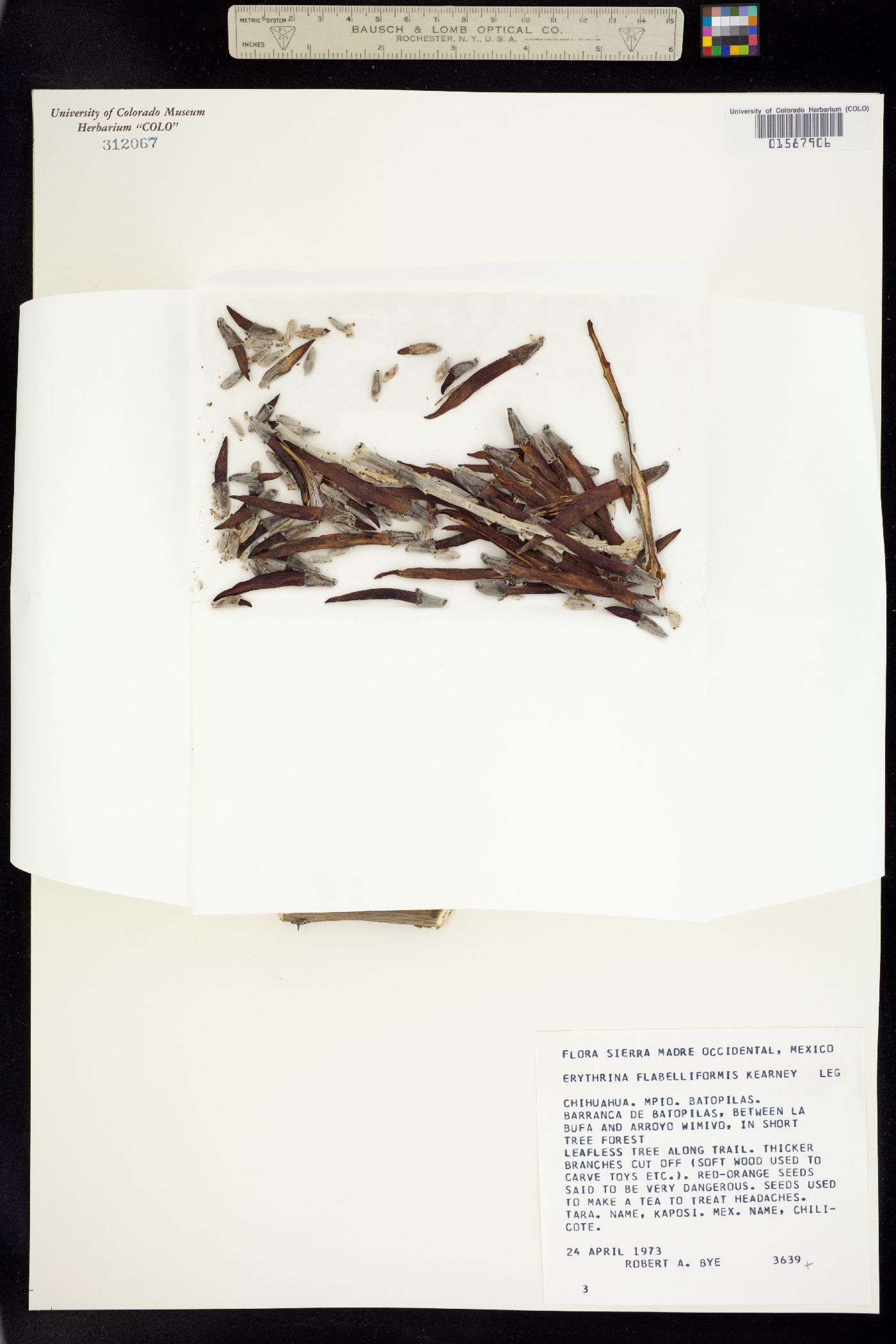 Erythrina flabelliformis image