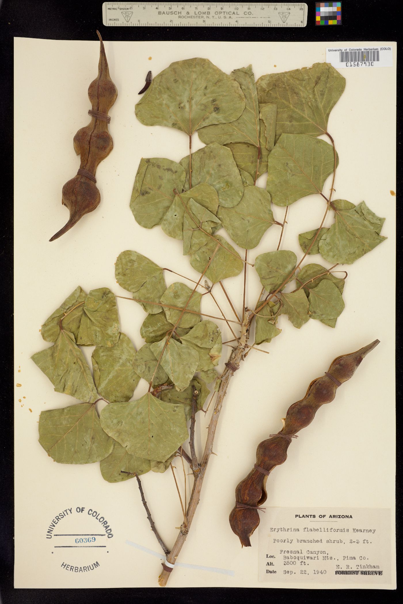 Erythrina flabelliformis image