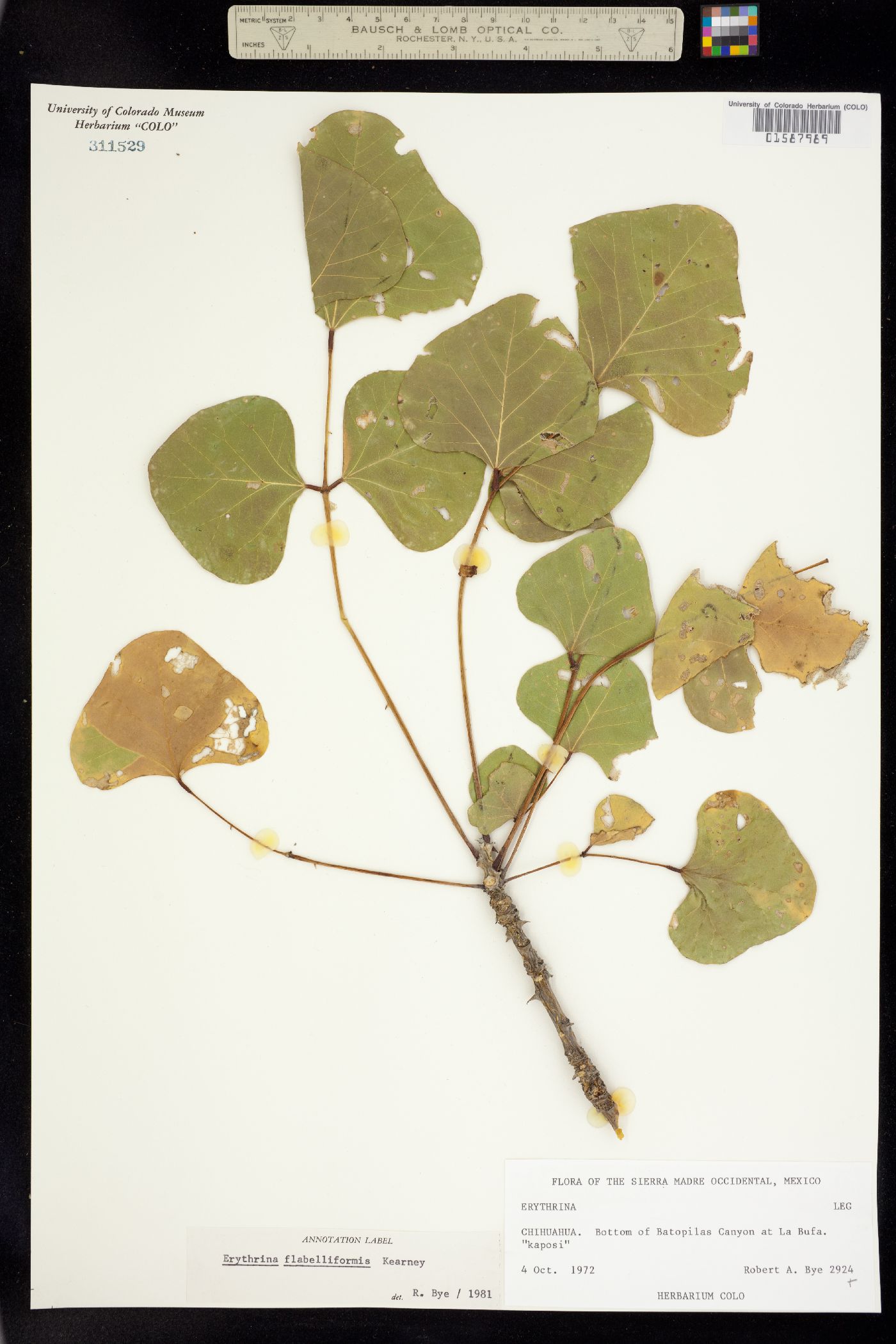 Erythrina flabelliformis image