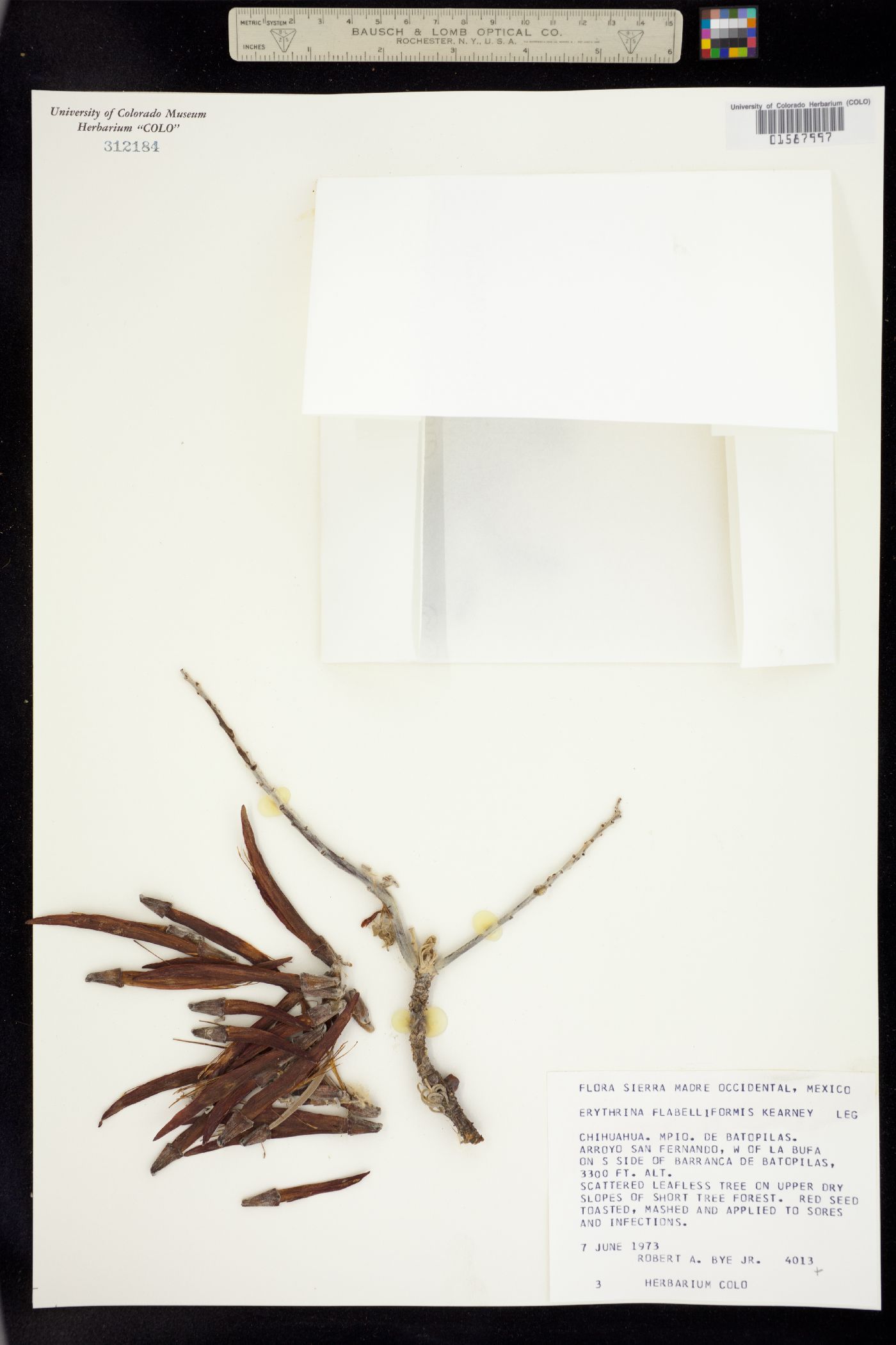 Erythrina flabelliformis image