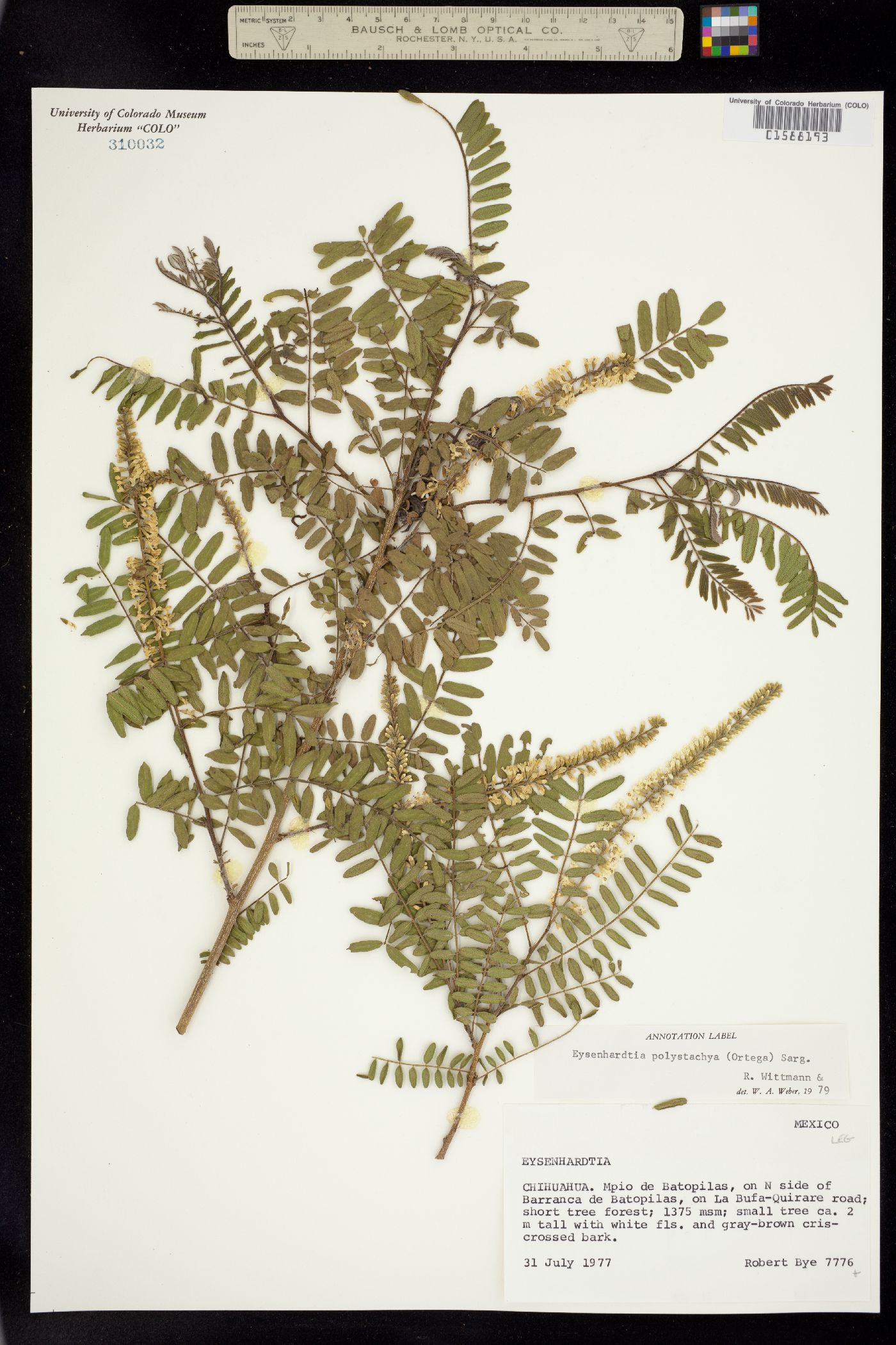 Eysenhardtia polystachya image
