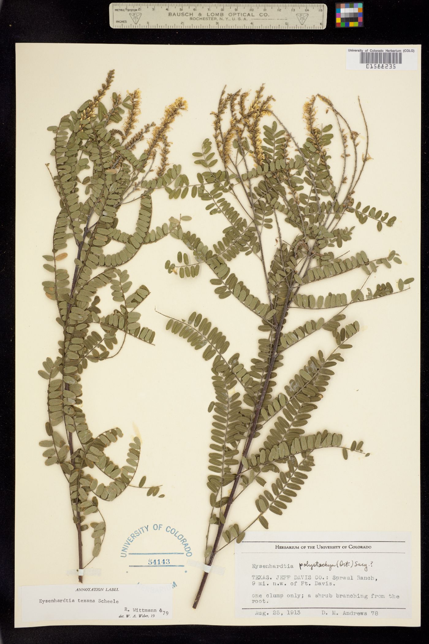 Eysenhardtia texana image