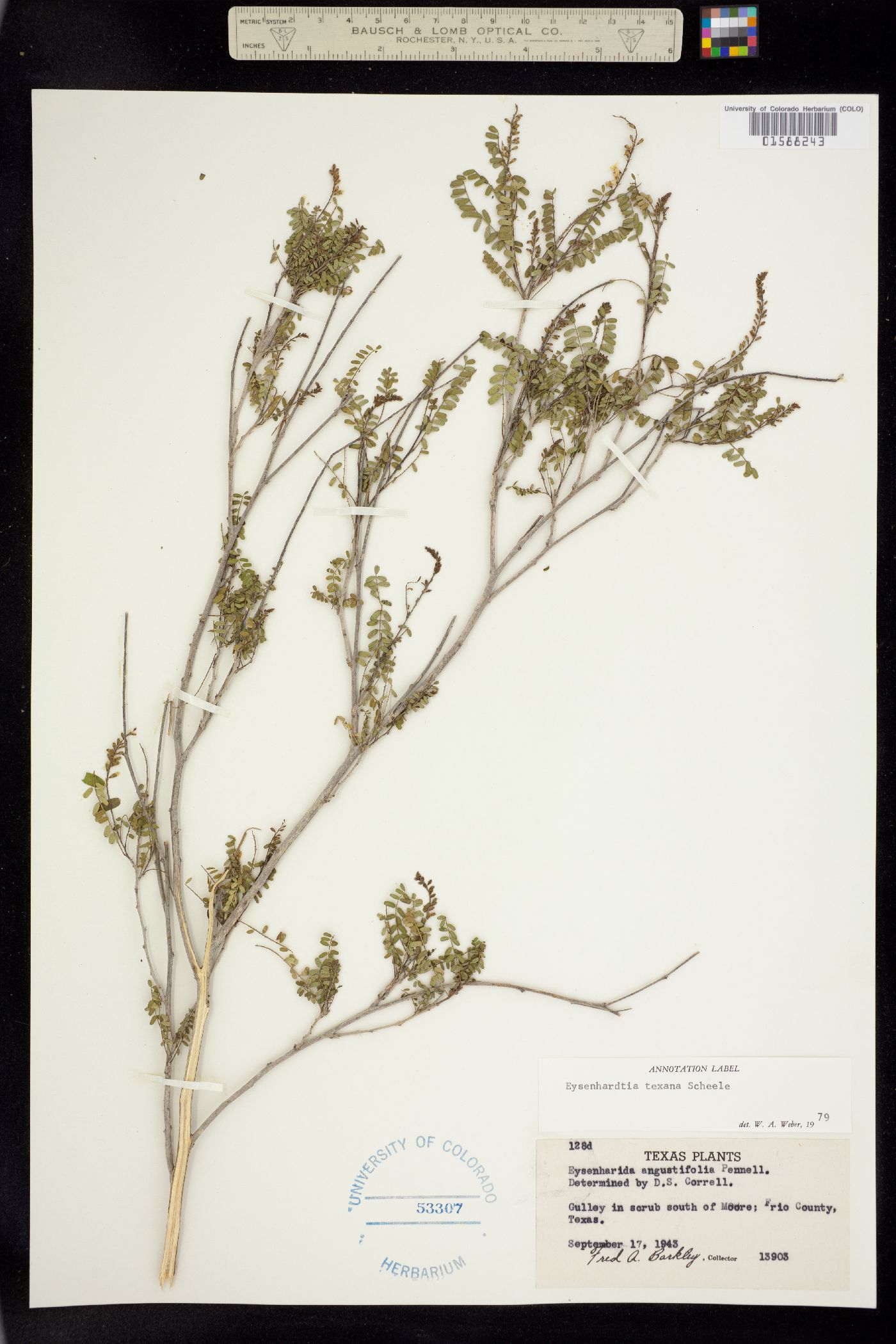 Eysenhardtia texana image