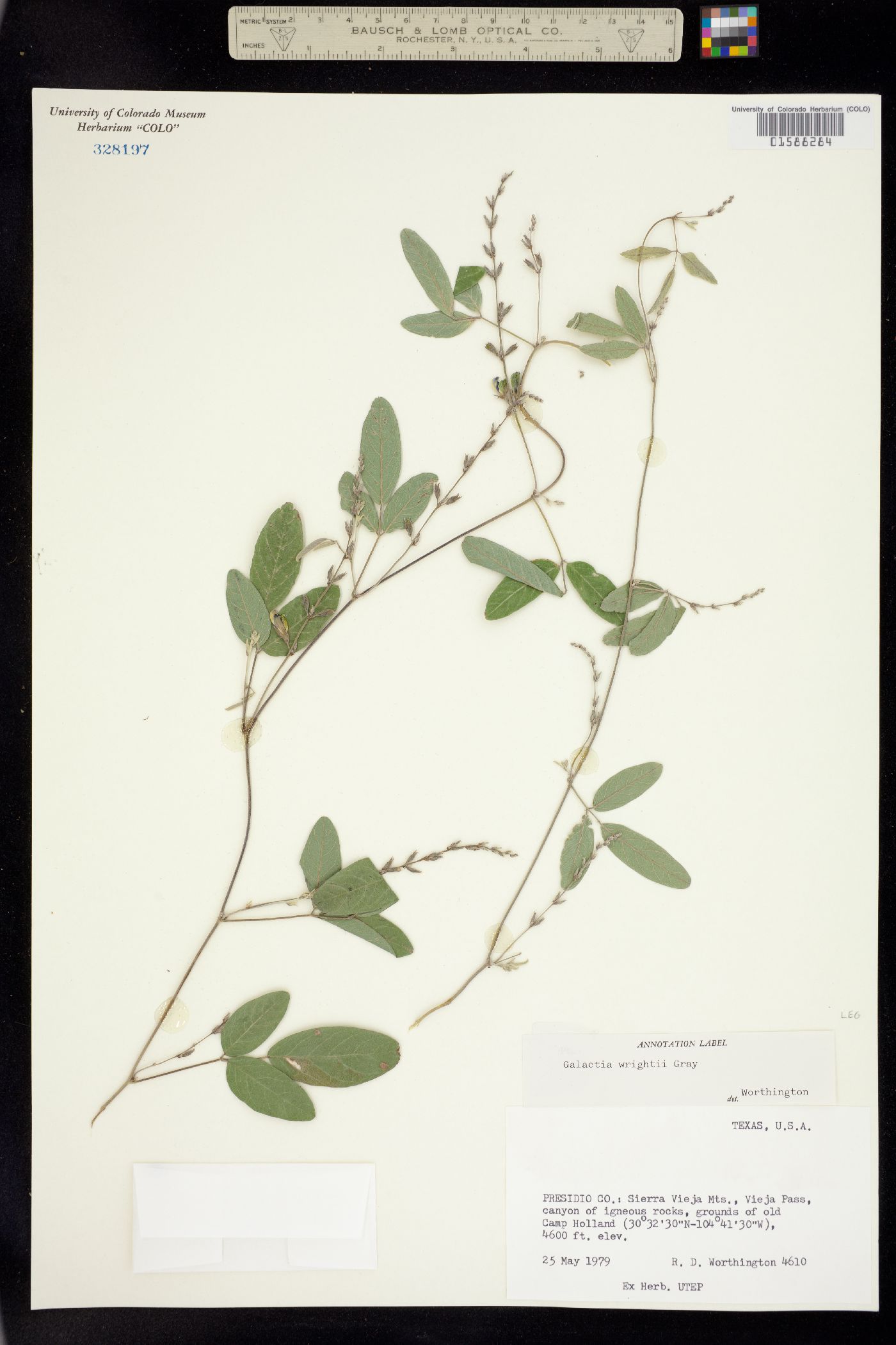 Galactia wrightii image