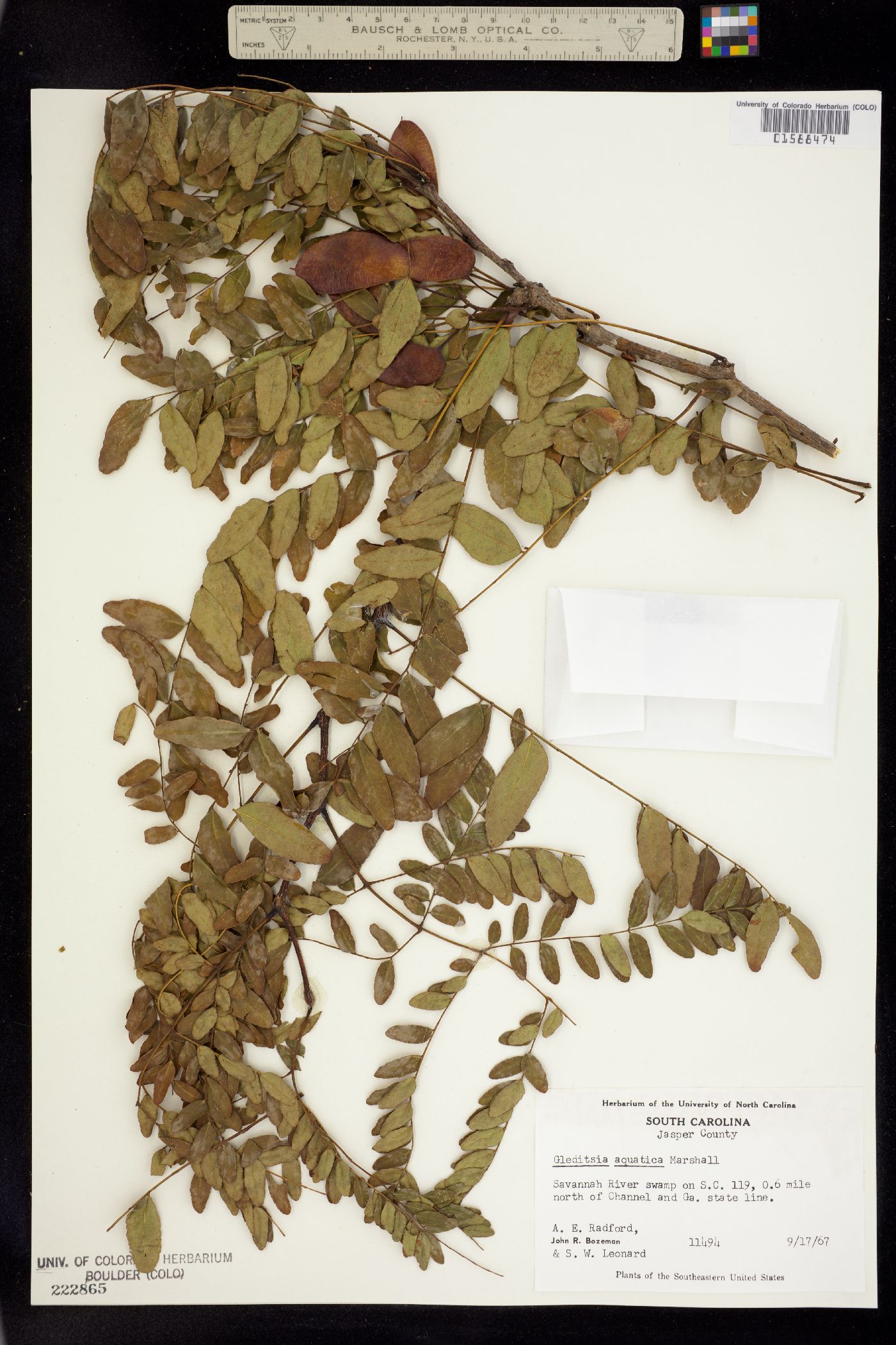 Gleditsia aquatica image