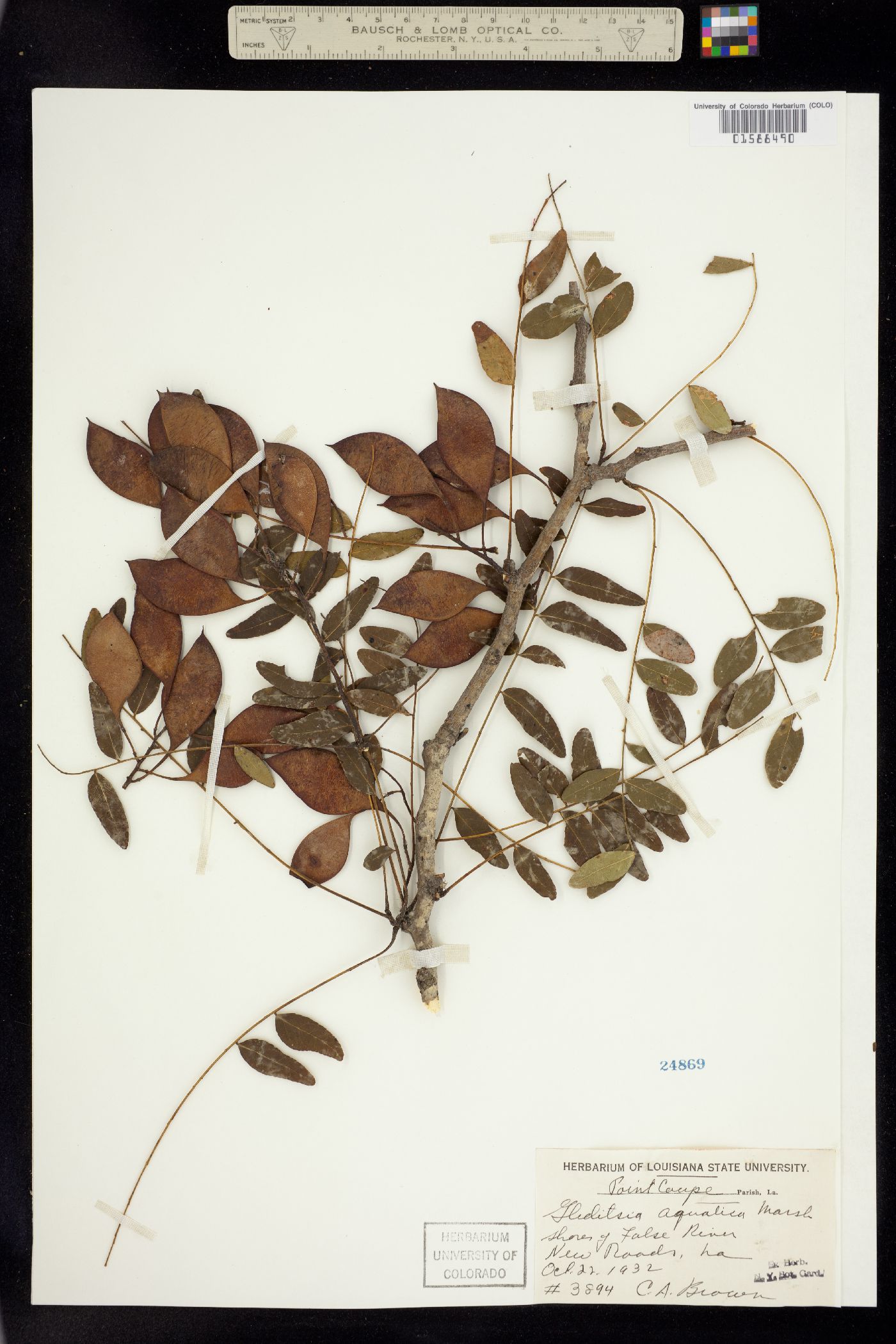 Gleditsia aquatica image