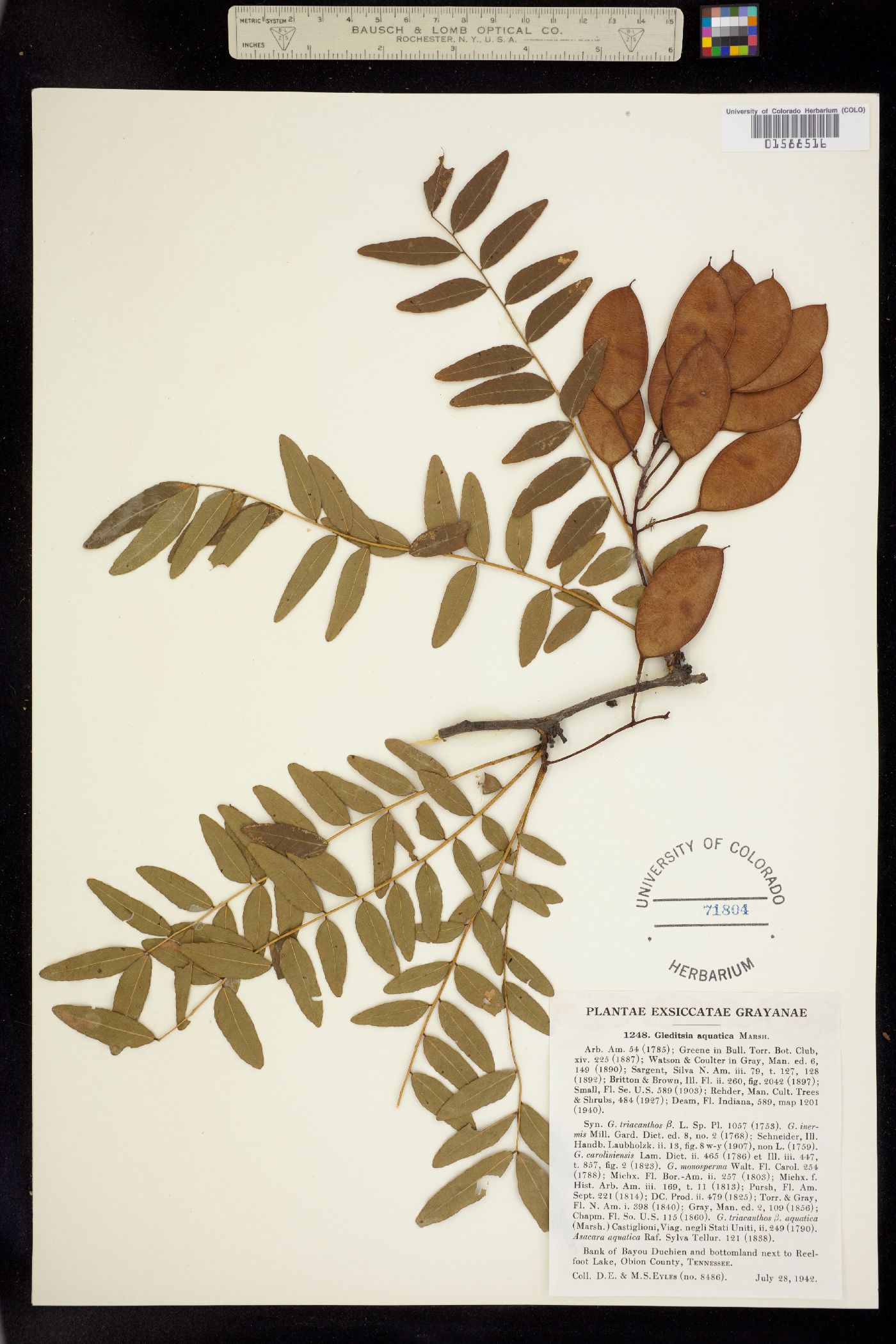 Gleditsia aquatica image