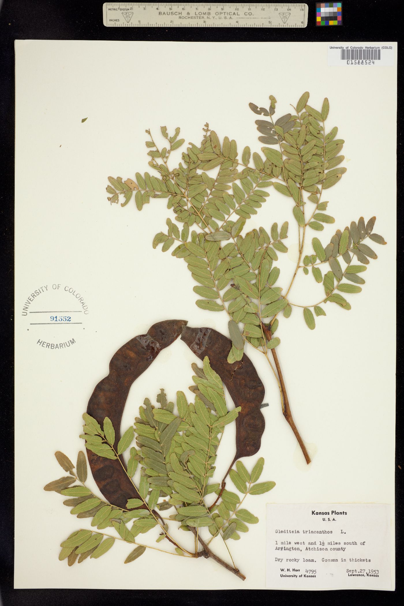 Gleditsia triacanthos image