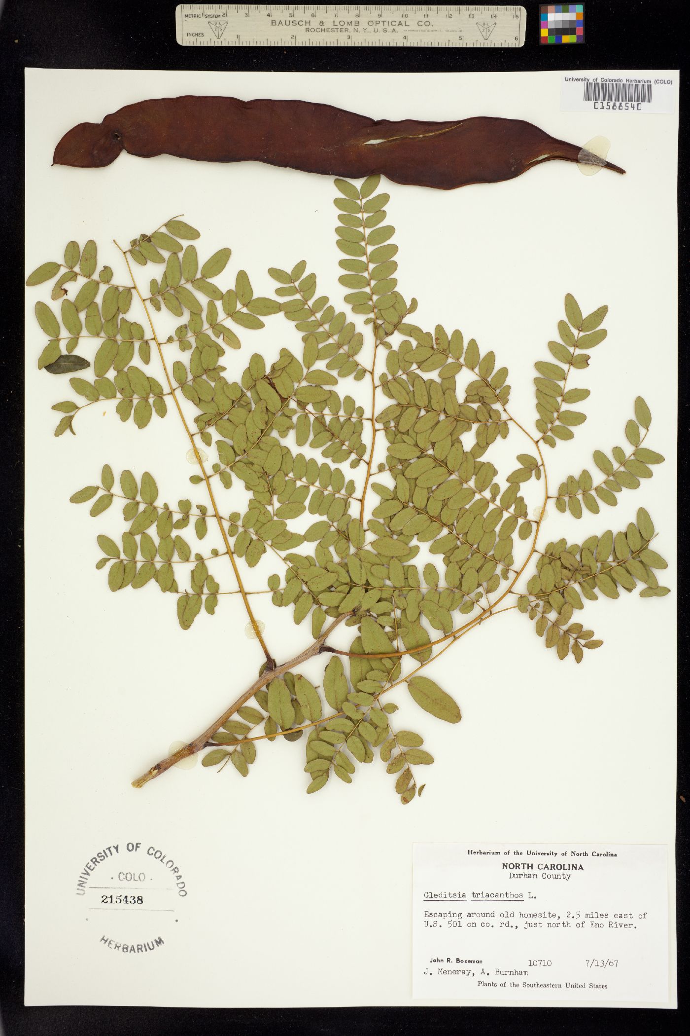 Gleditsia triacanthos image