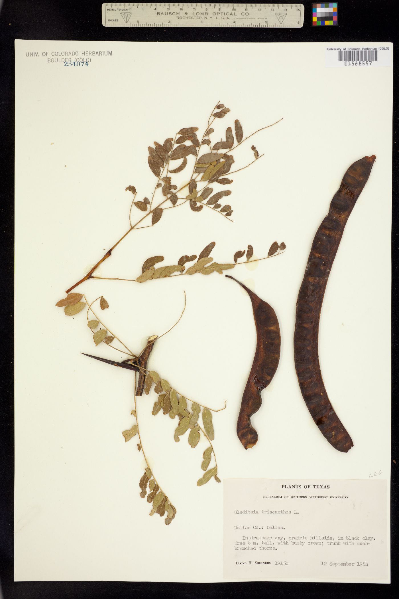 Gleditsia triacanthos image