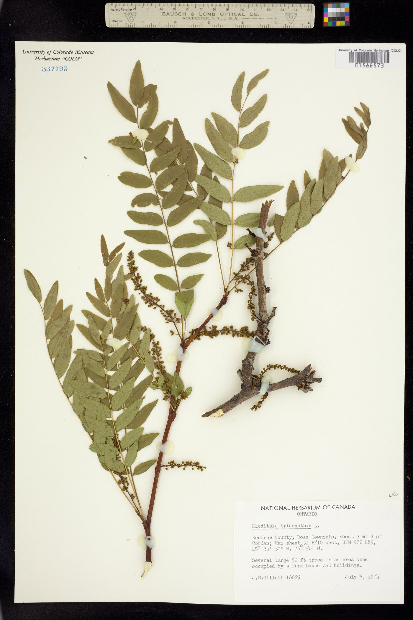 Gleditsia triacanthos image