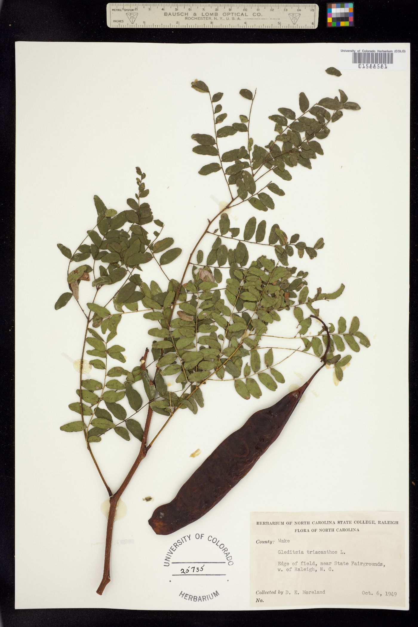 Gleditsia triacanthos image