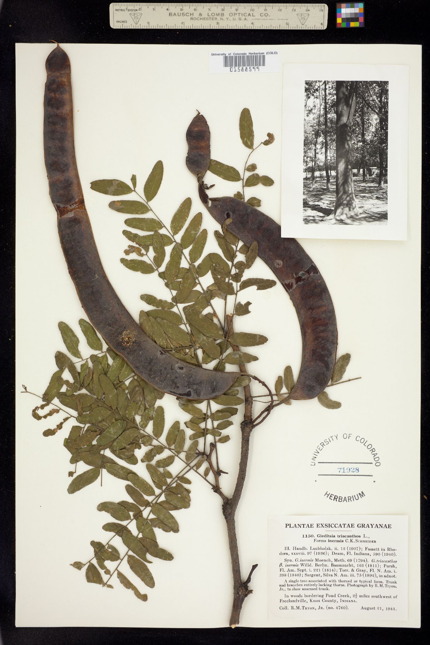 Gleditsia triacanthos image