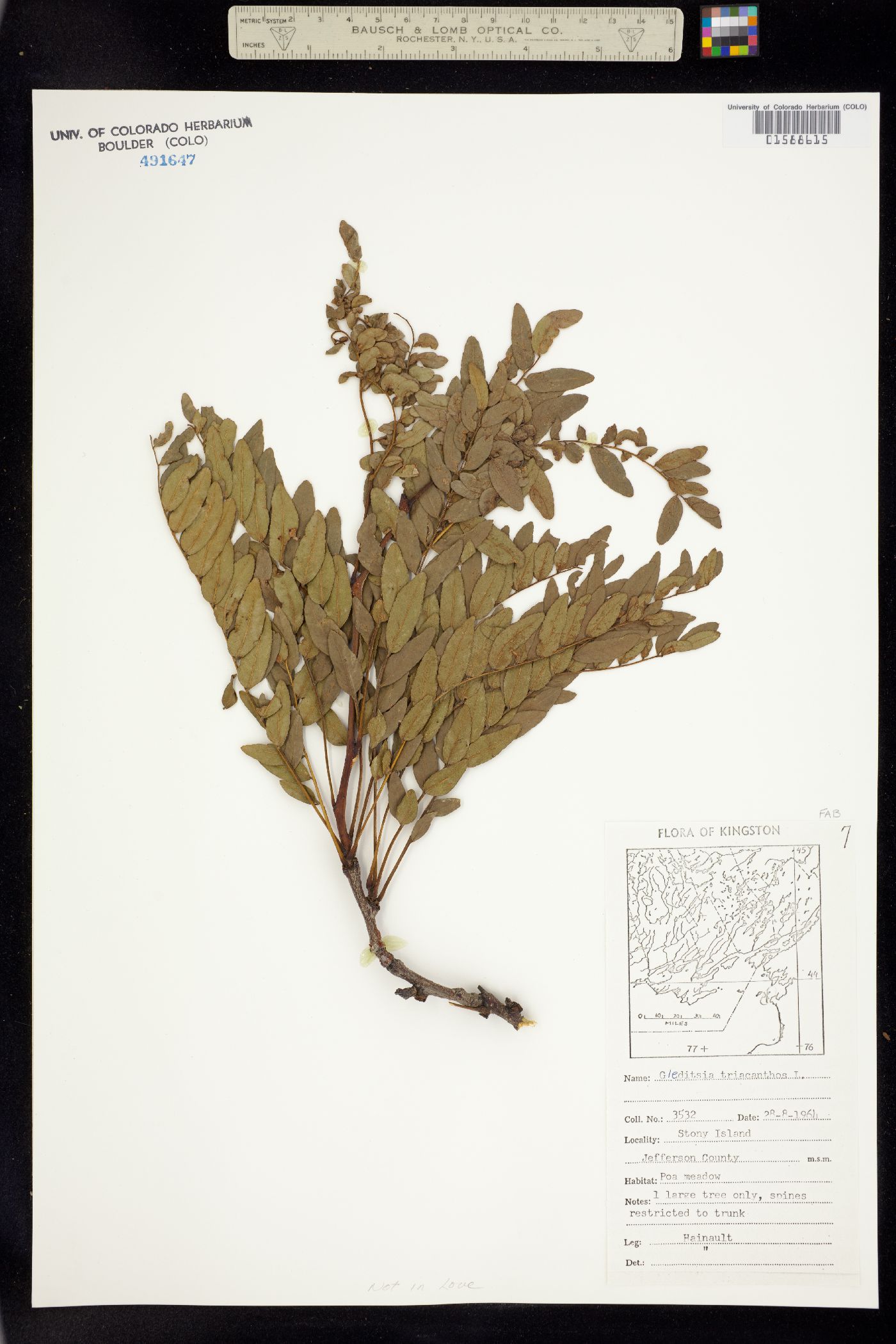 Gleditsia triacanthos image