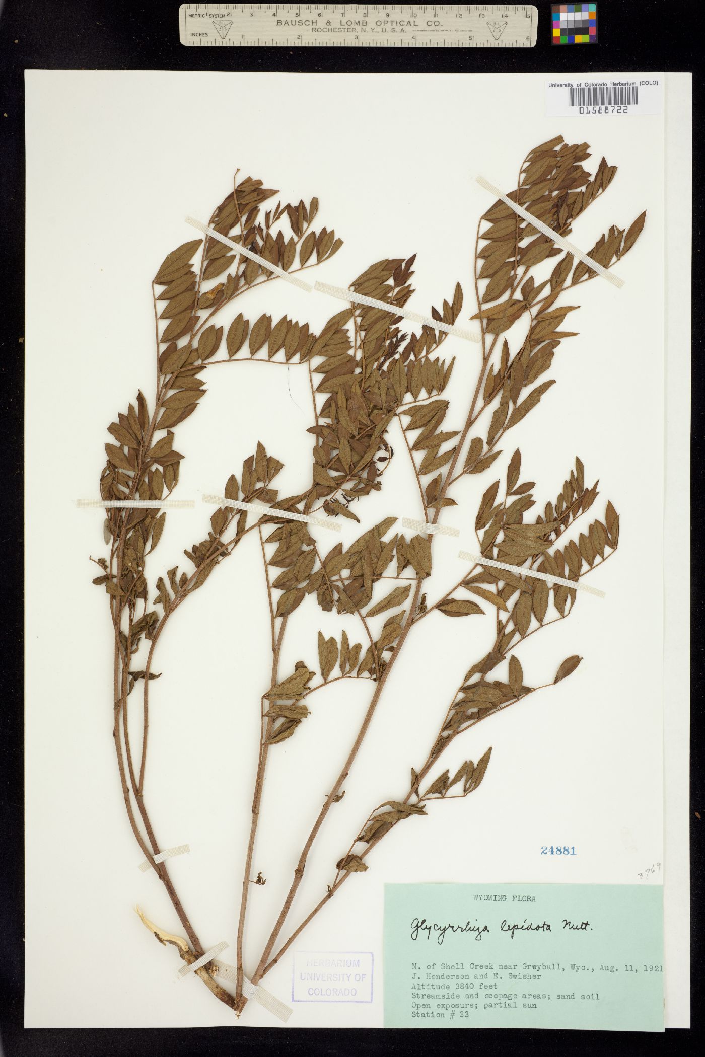 Glycyrrhiza lepidota image