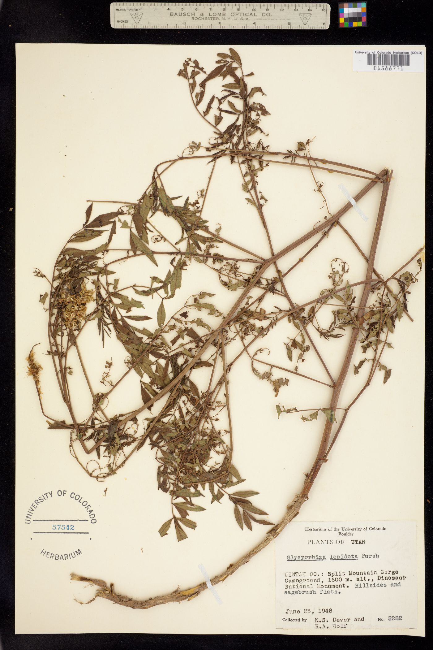 Glycyrrhiza lepidota image