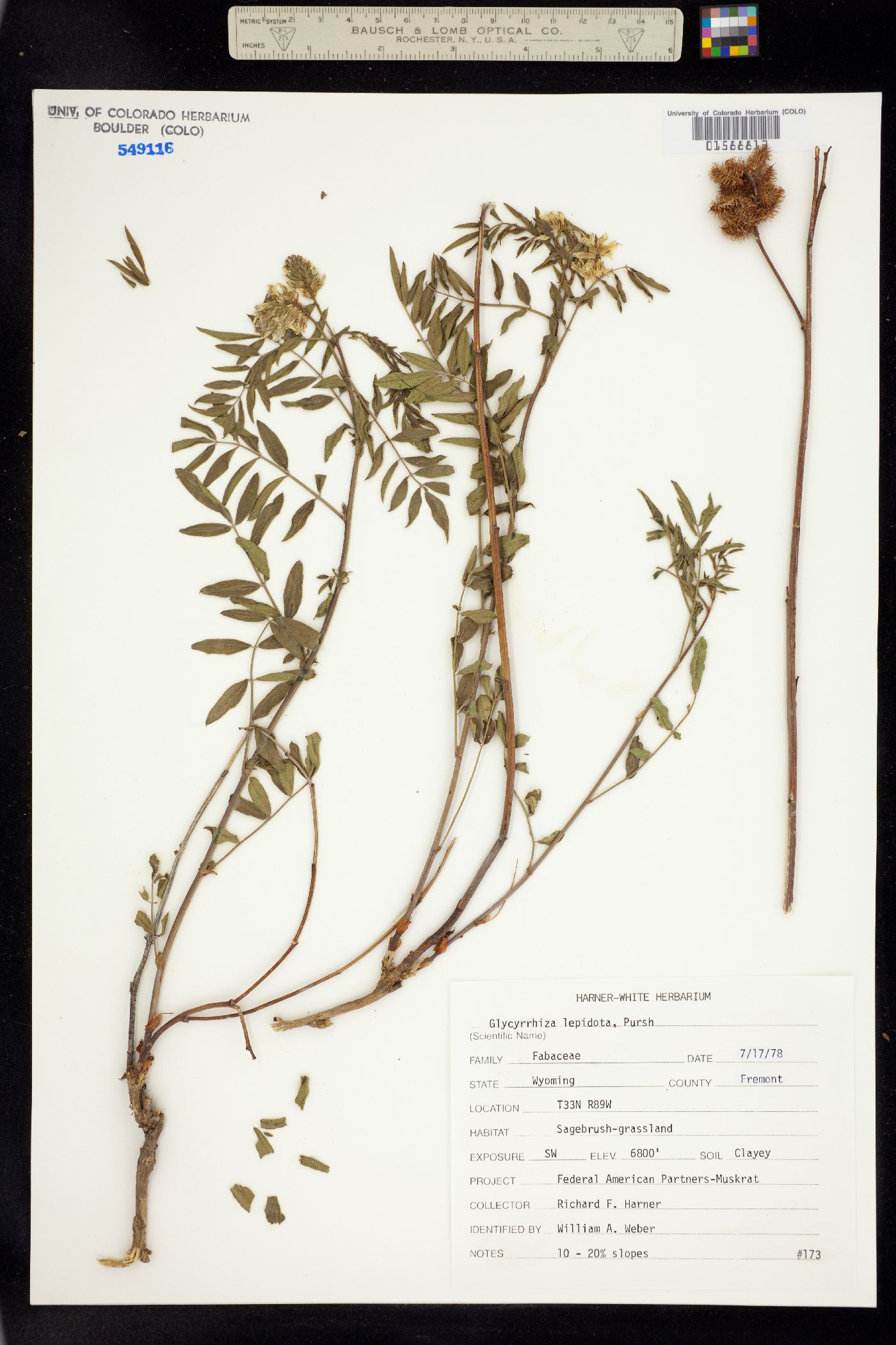 Glycyrrhiza image