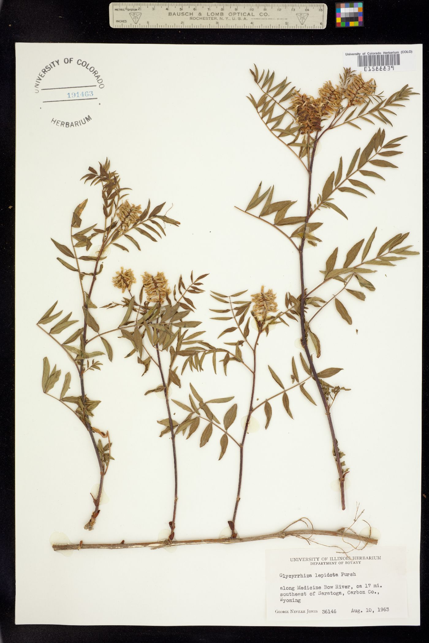 Glycyrrhiza lepidota image