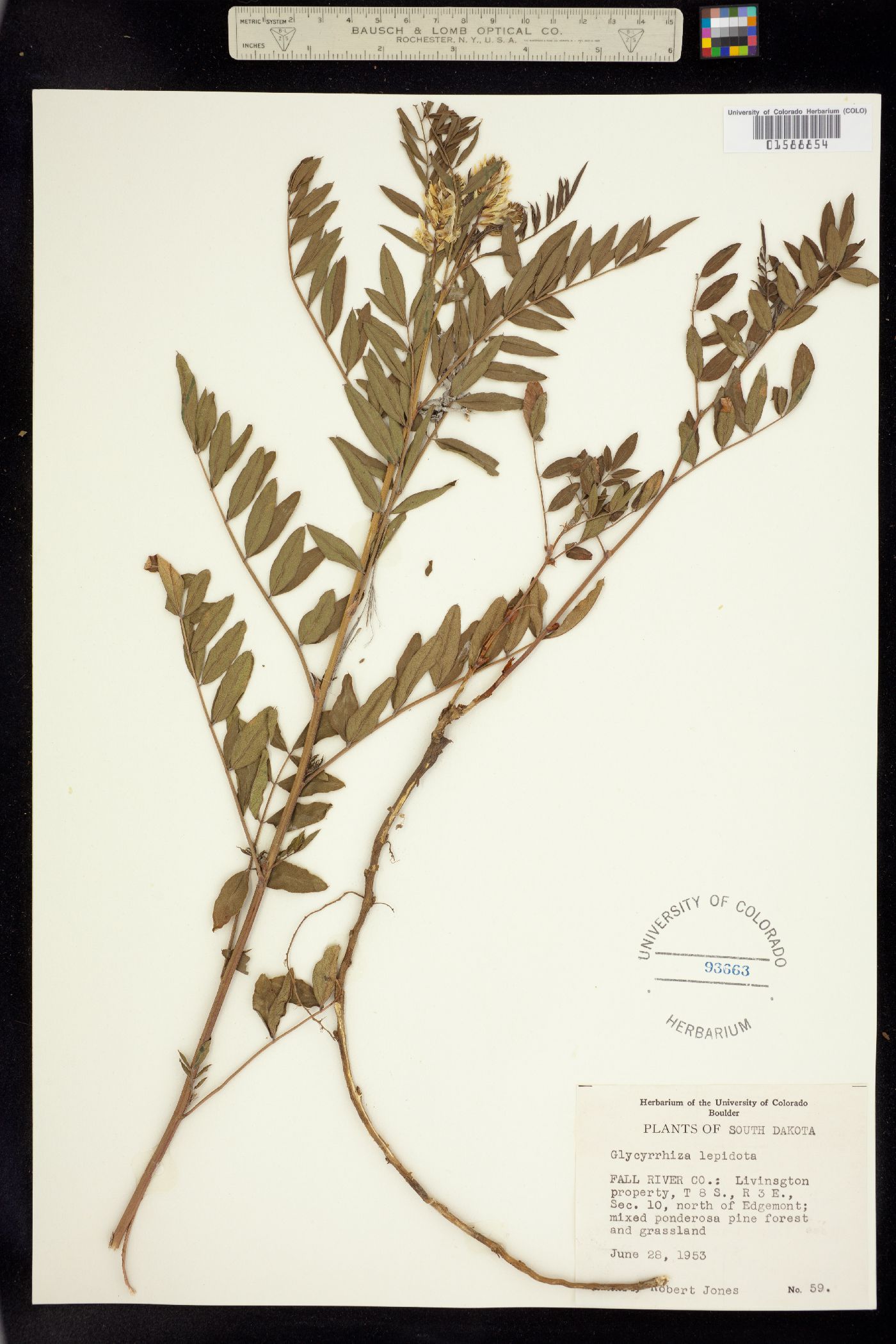 Glycyrrhiza lepidota image