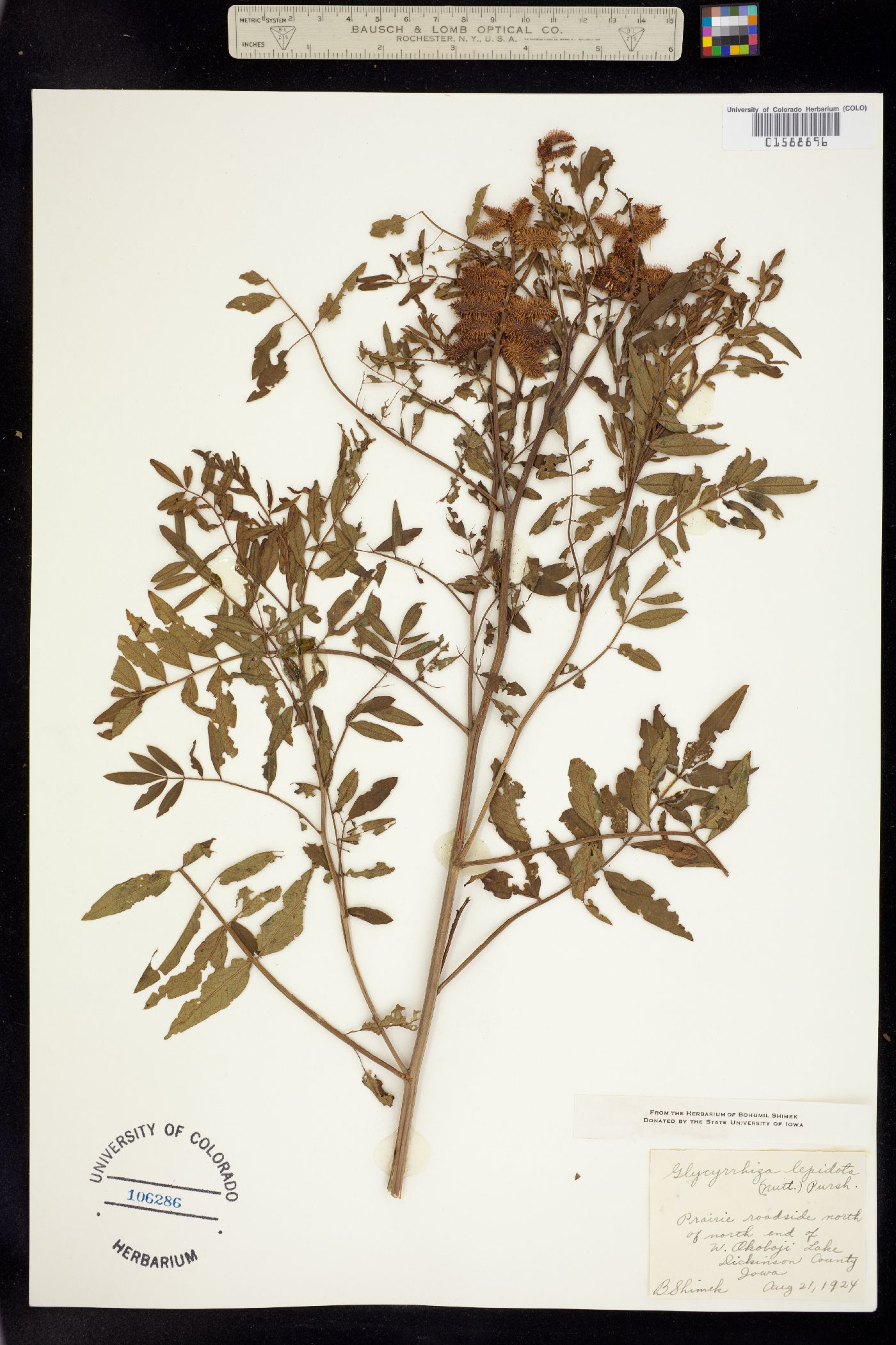 Glycyrrhiza lepidota image