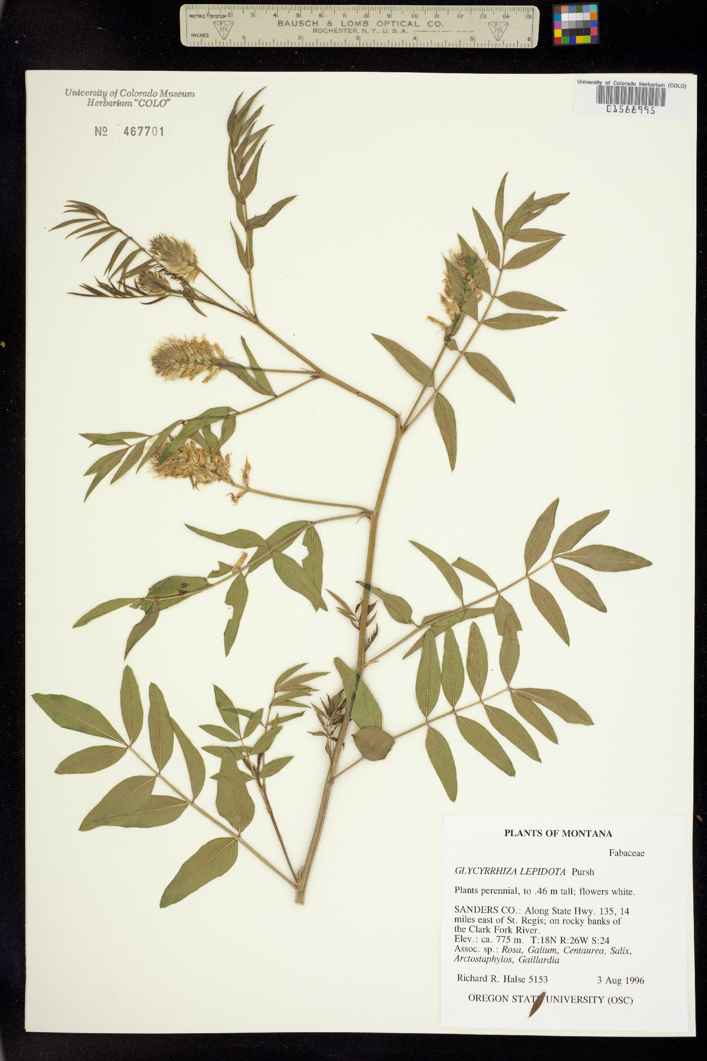 Glycyrrhiza lepidota image