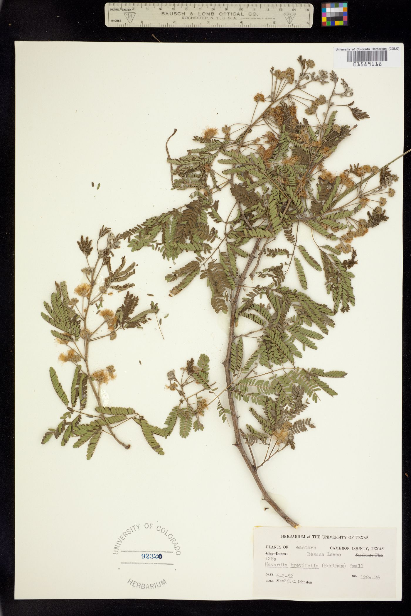Havardia image