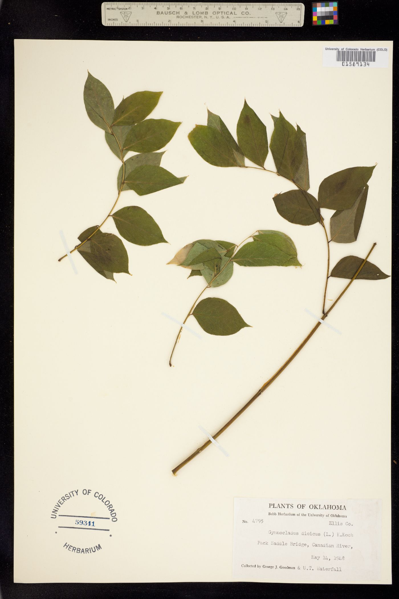 Gymnocladus dioicus image