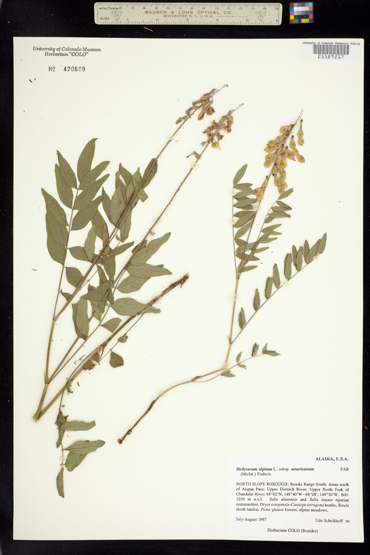 Hedysarum image