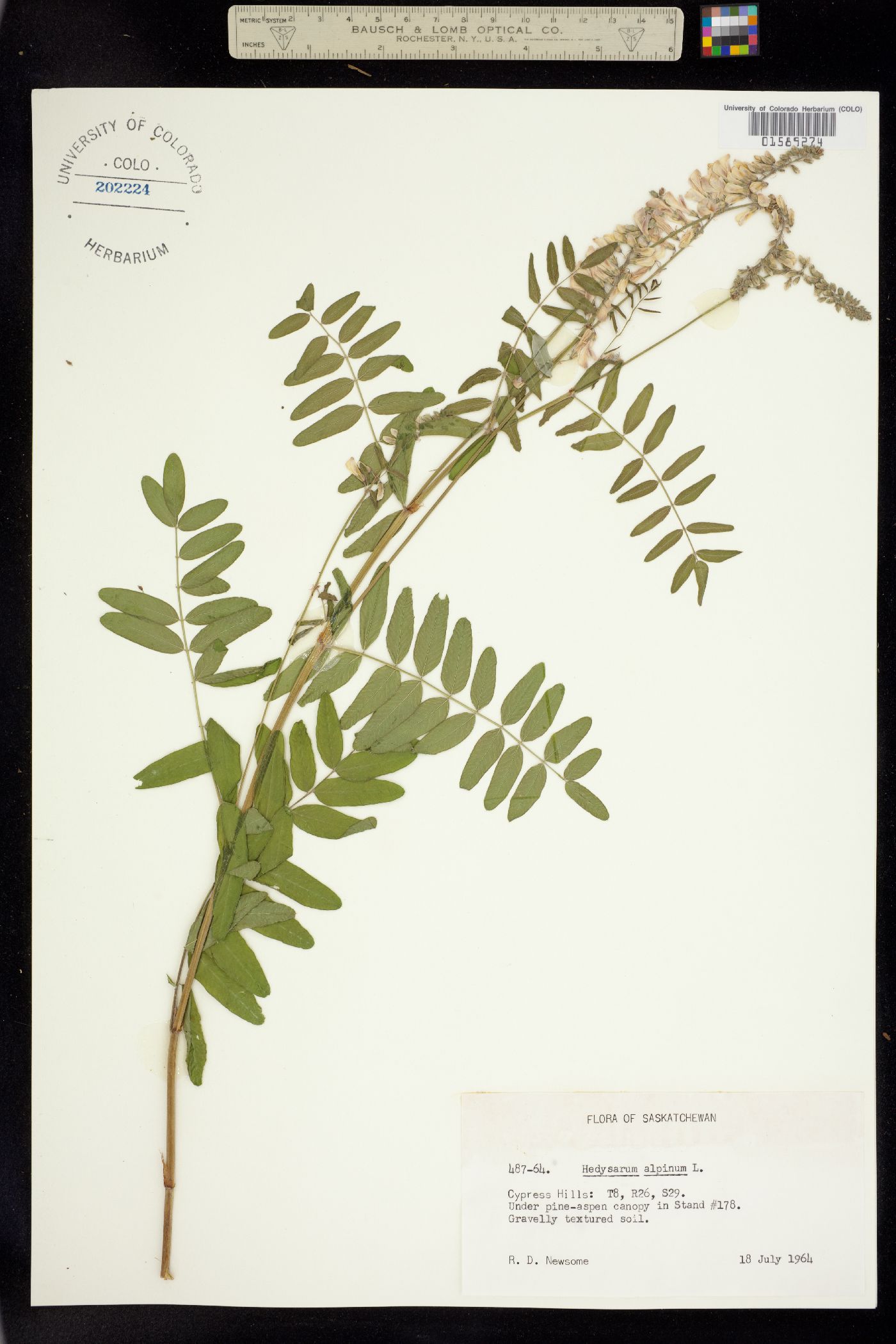 Hedysarum alpinum image