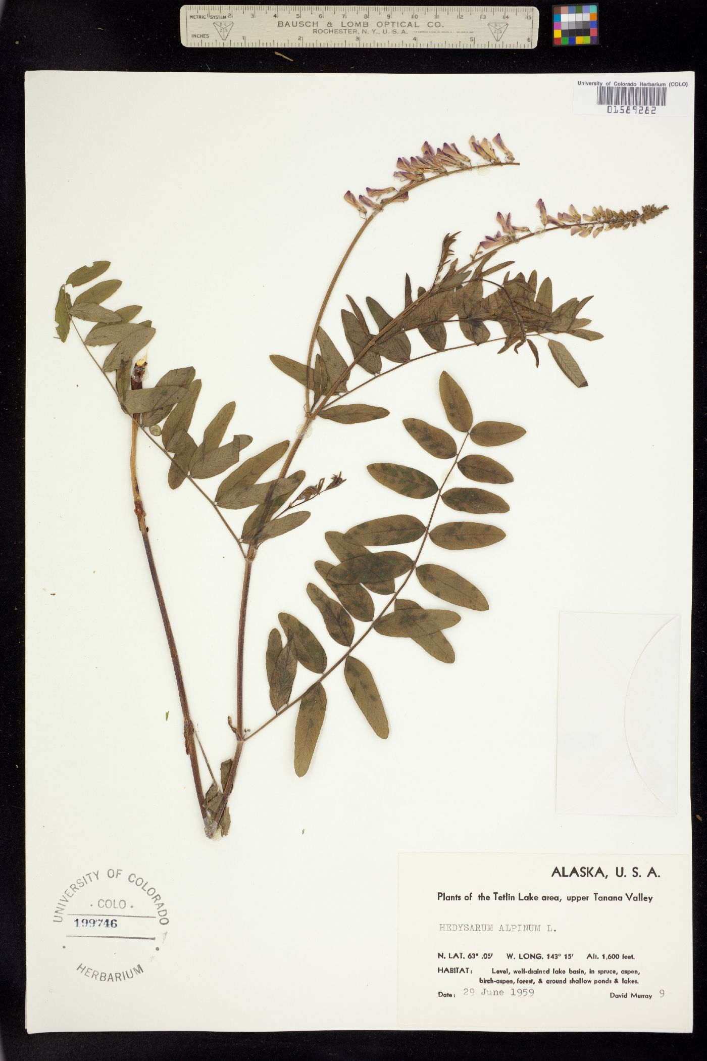 Hedysarum alpinum image