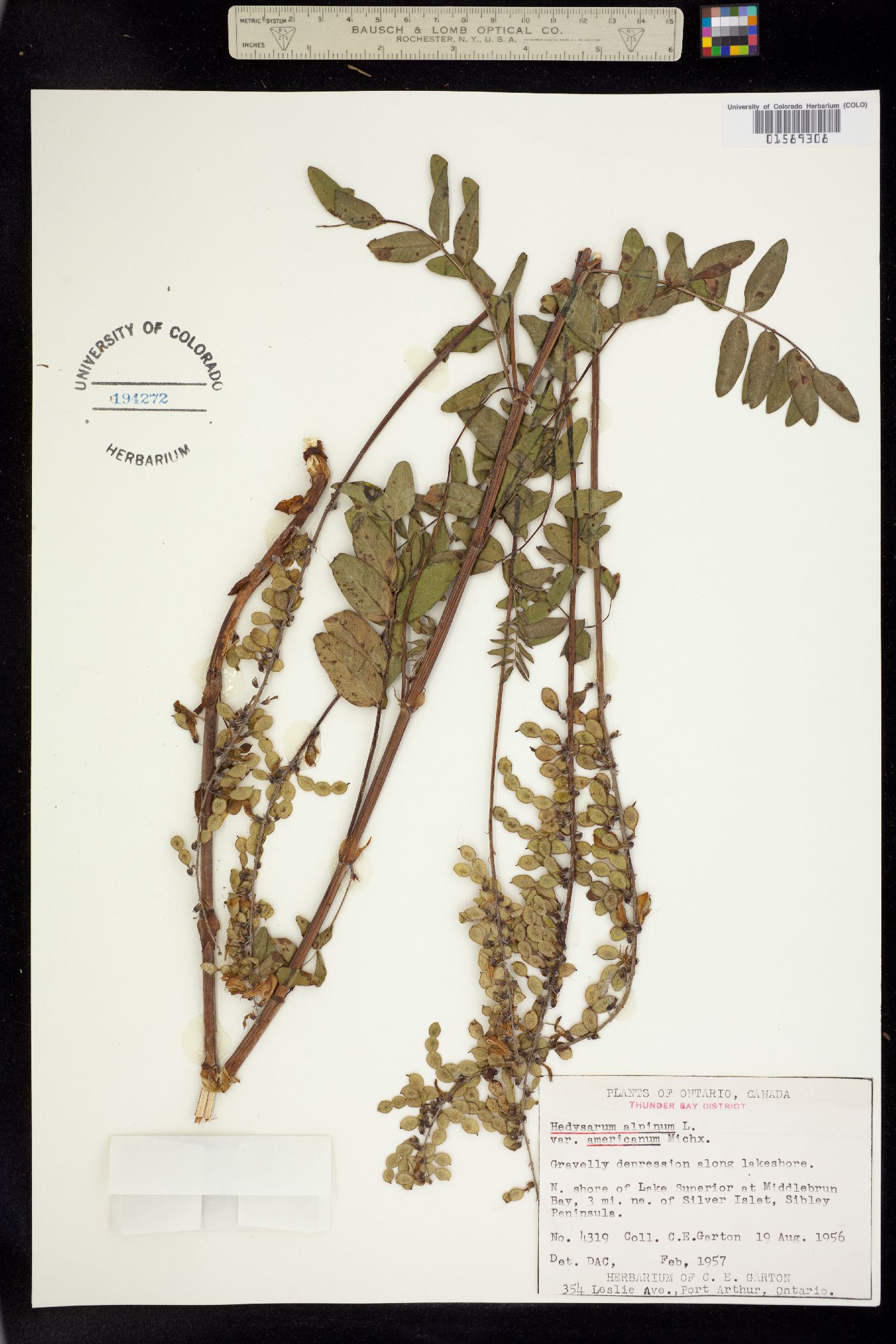 Hedysarum alpinum image