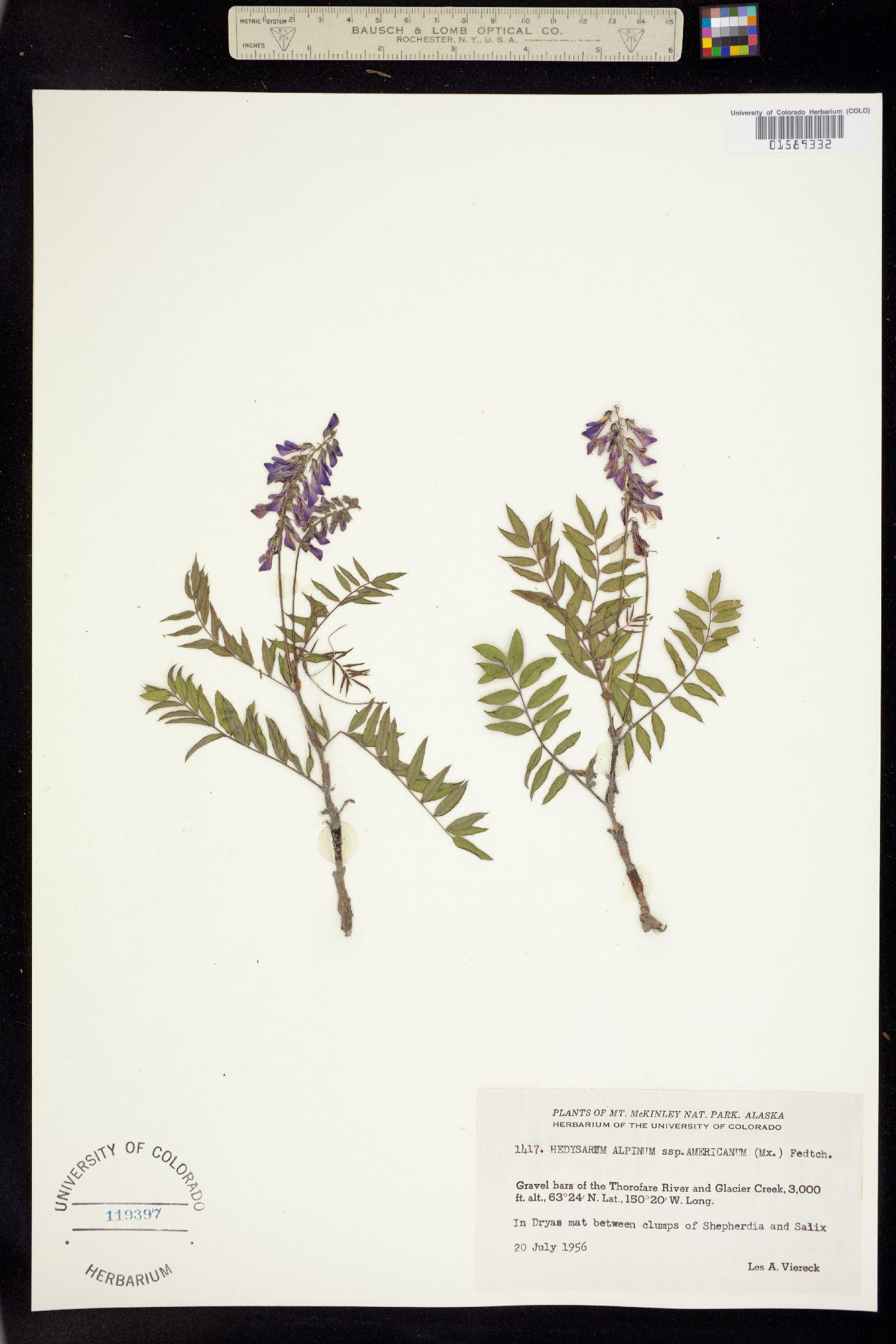 Hedysarum alpinum image