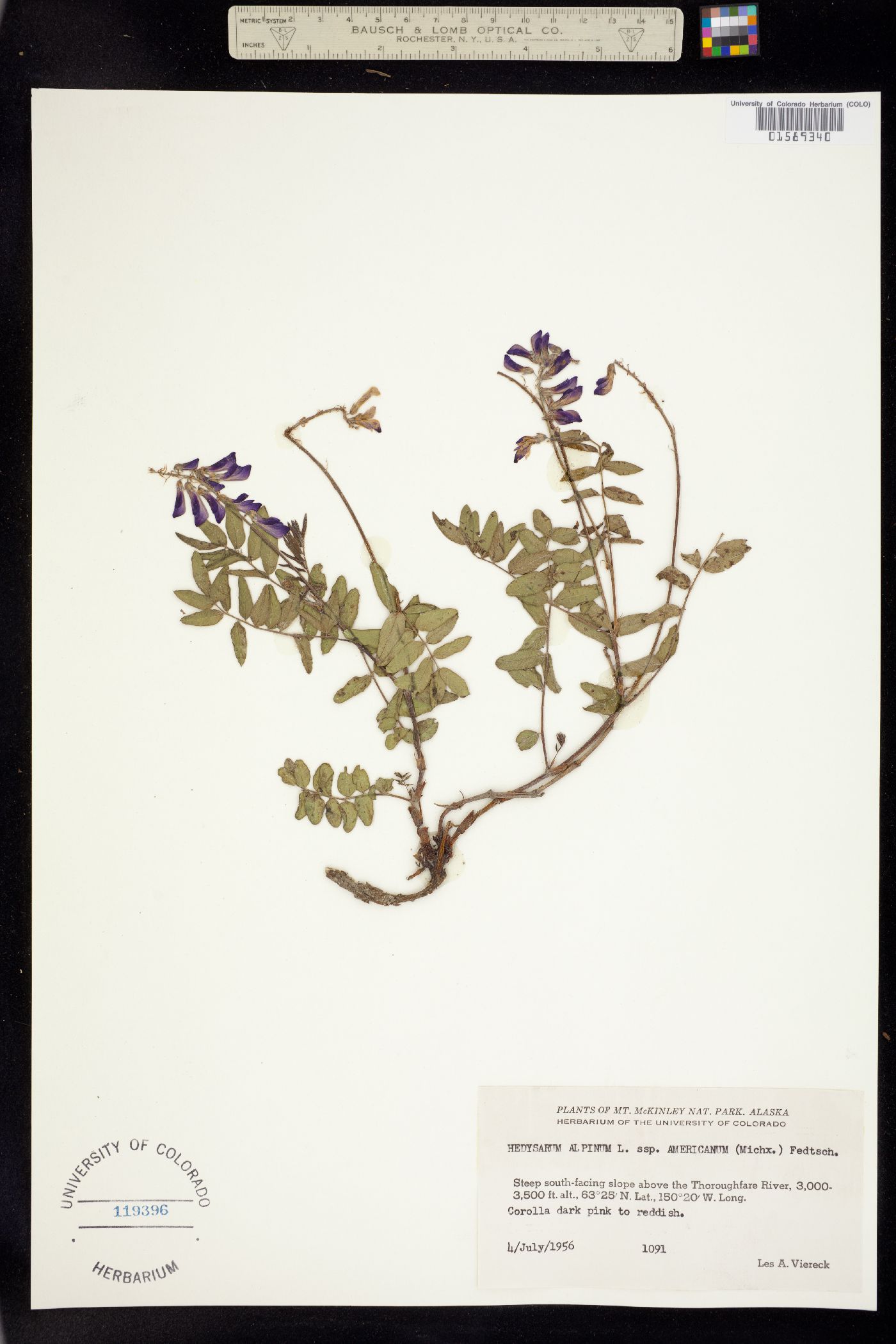 Hedysarum alpinum image