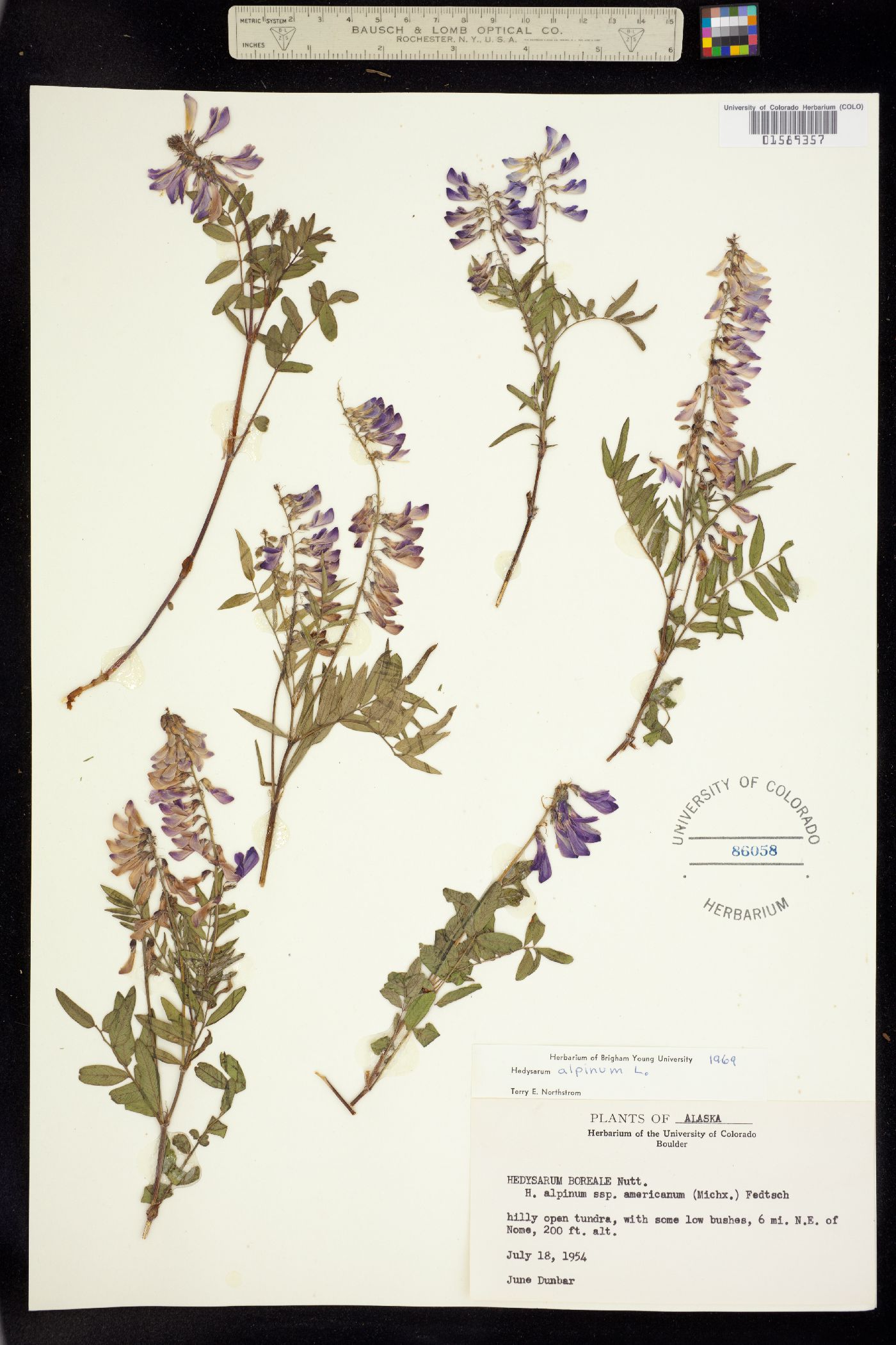 Hedysarum alpinum image