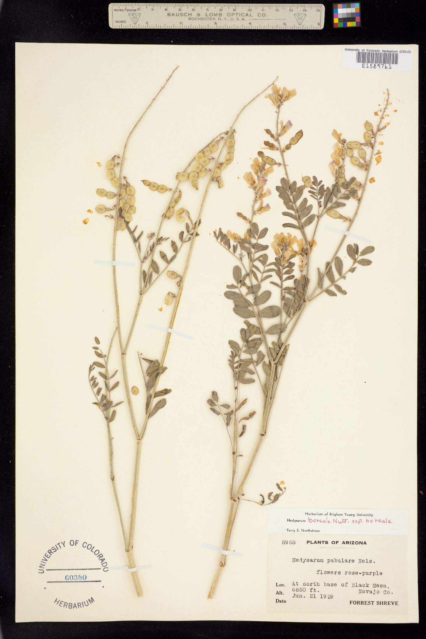 Hedysarum boreale ssp. boreale image