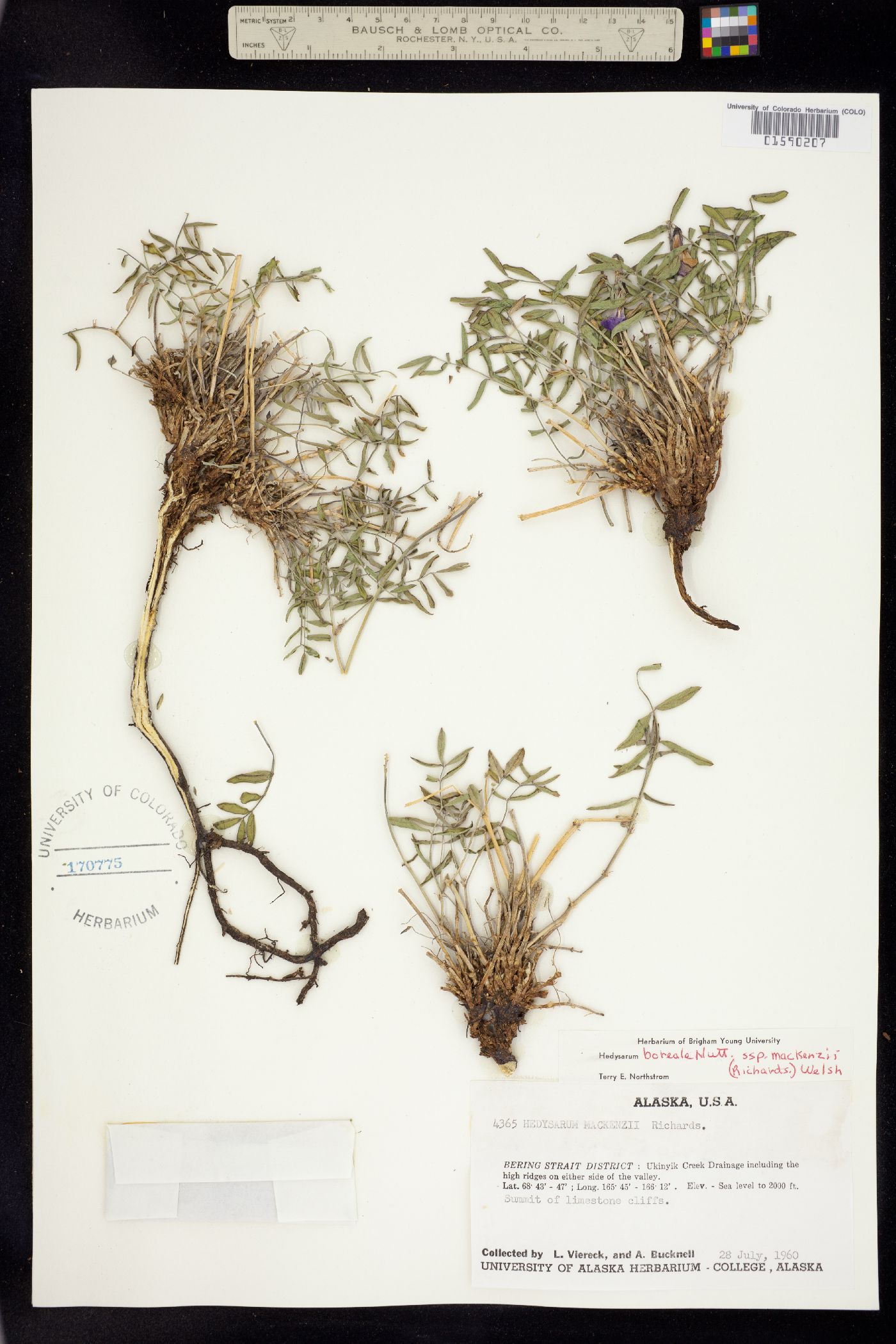 Hedysarum boreale subsp. mackenziei image