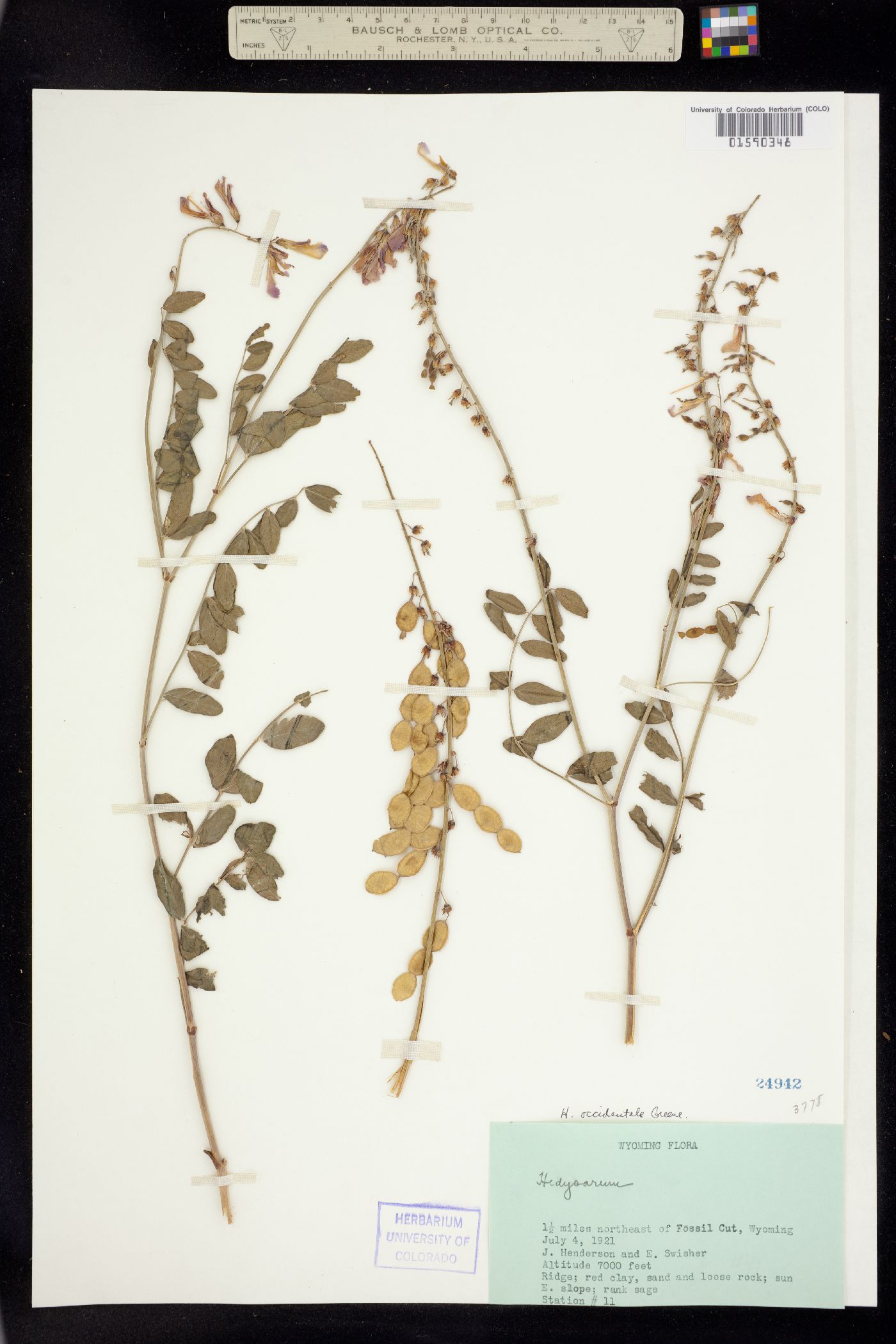 Hedysarum occidentale image