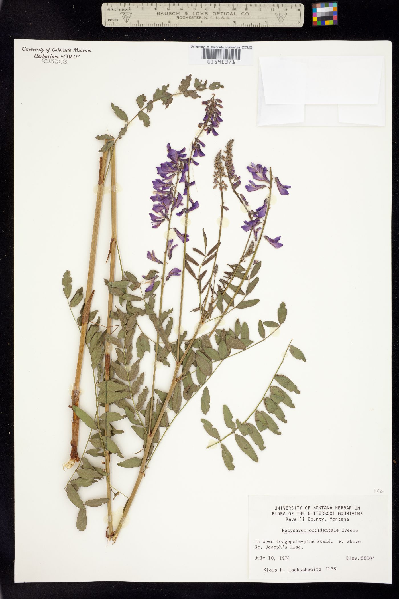 Hedysarum occidentale image