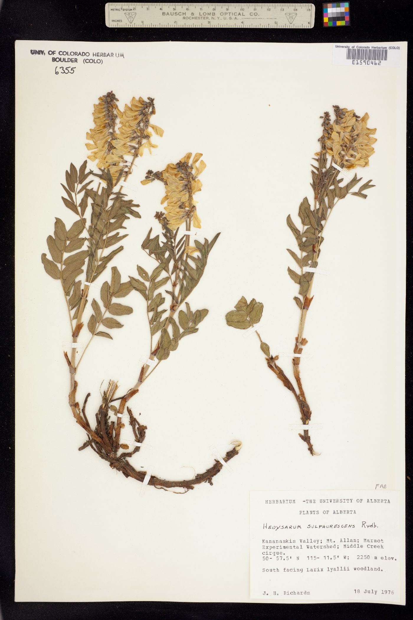 Hedysarum sulphurescens image