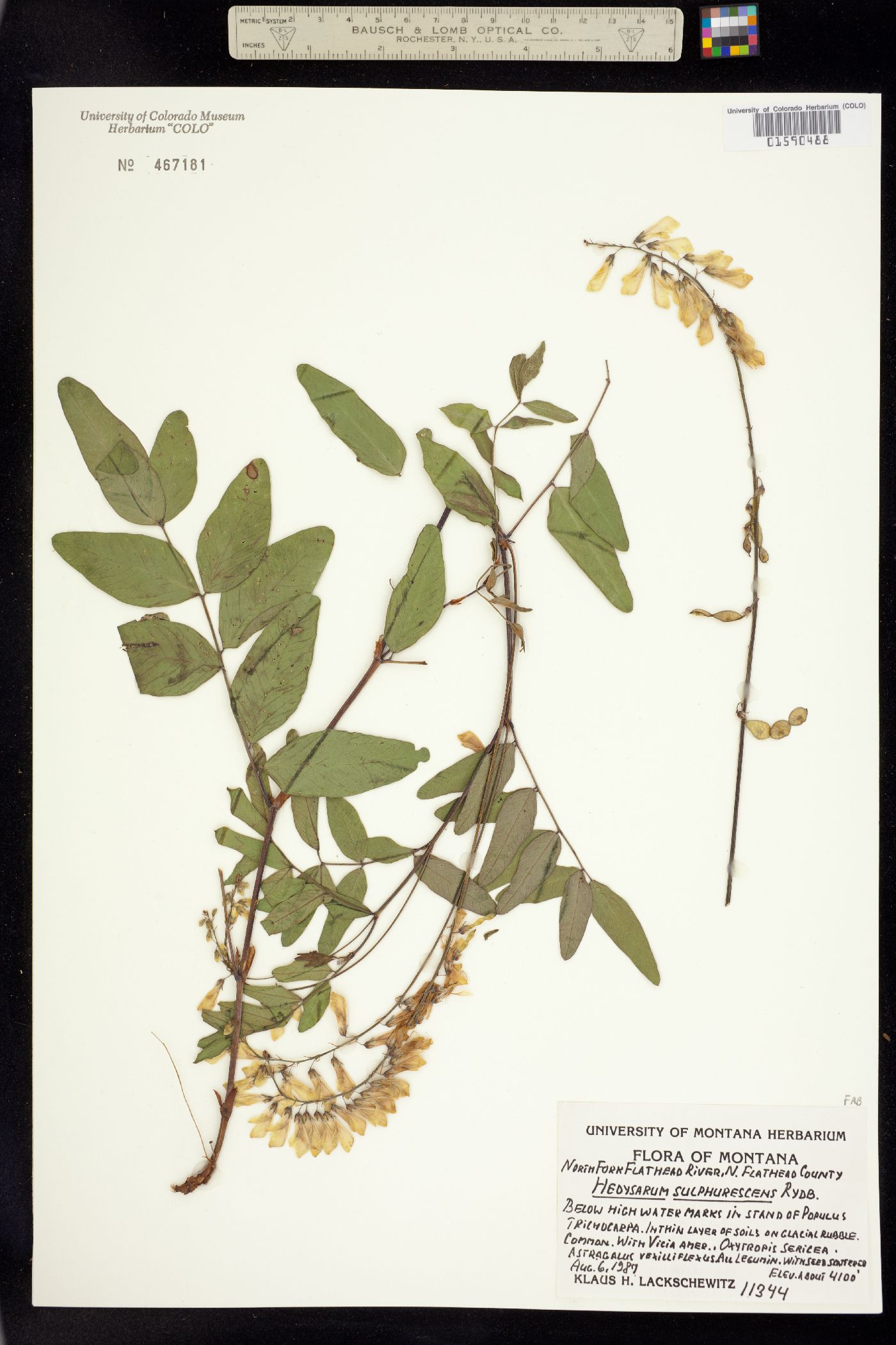 Hedysarum sulphurescens image