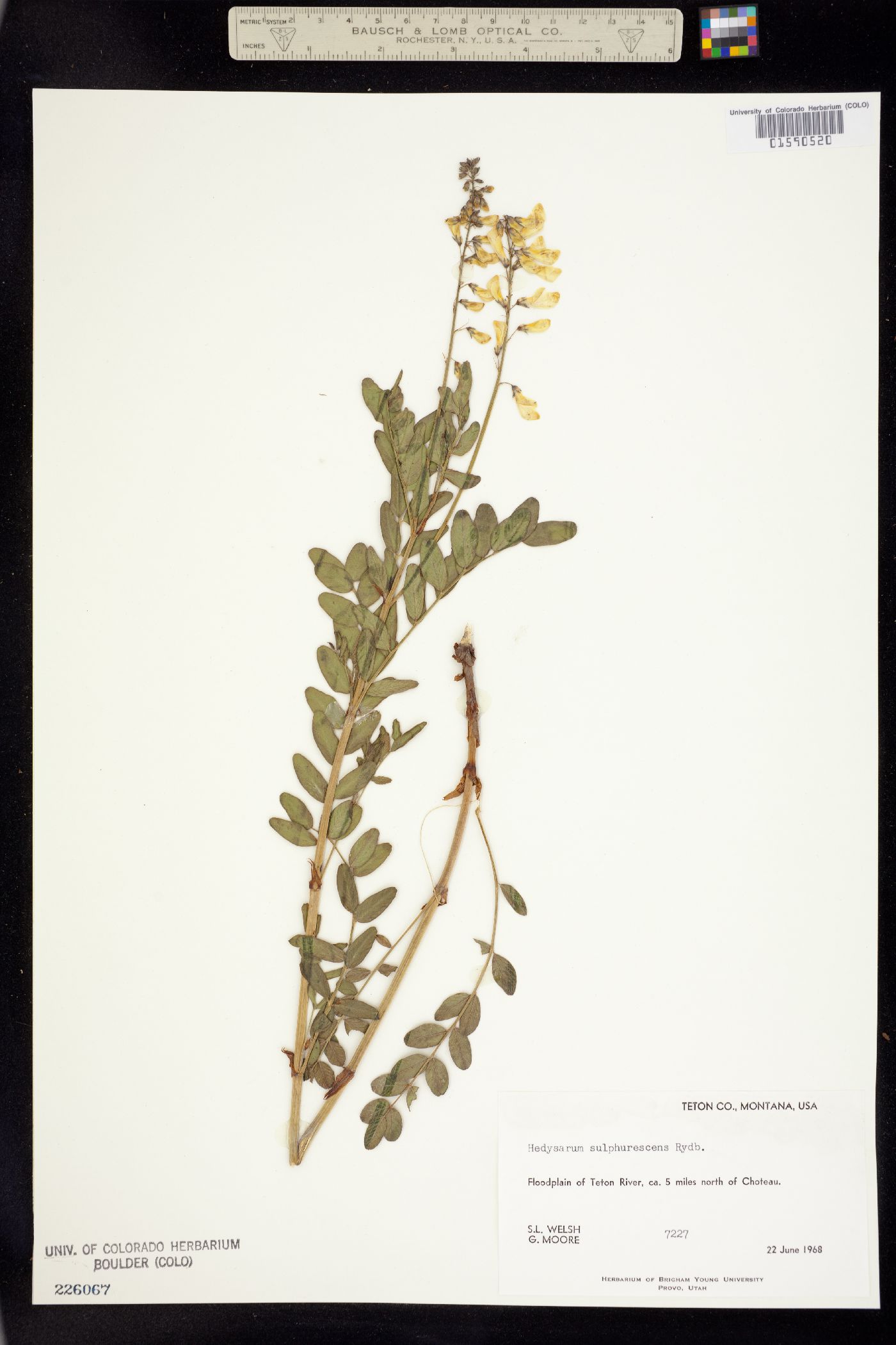 Hedysarum sulphurescens image
