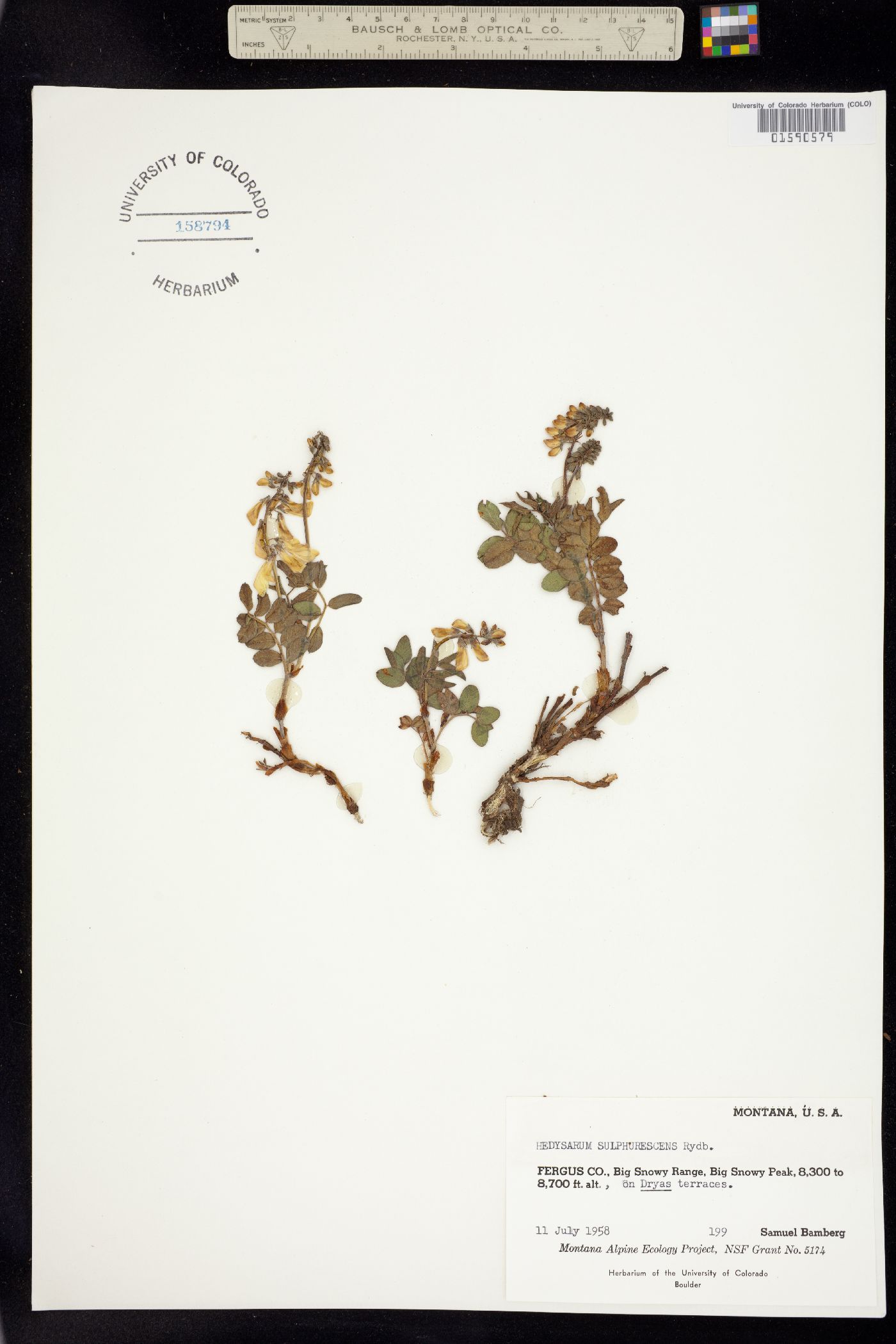 Hedysarum sulphurescens image