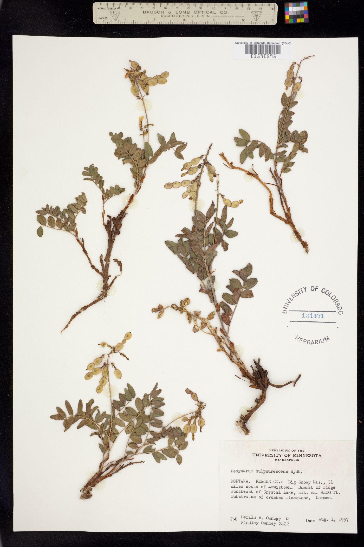 Hedysarum sulphurescens image